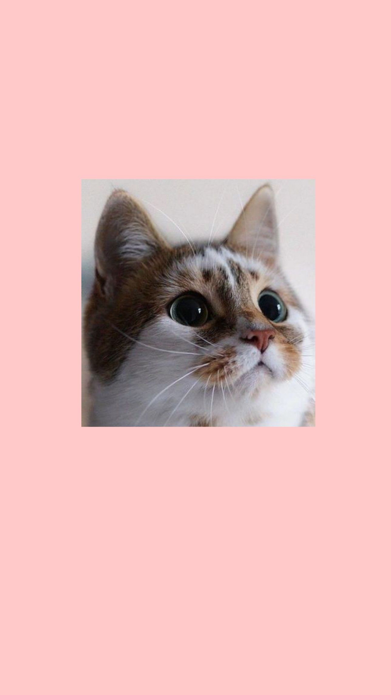  Katzen Hintergrundbild 1288x2289. Shane Mae on Aesthetic wallpaper. Funny cat wallpaper, Cute cat memes, Cute cat wallpaper