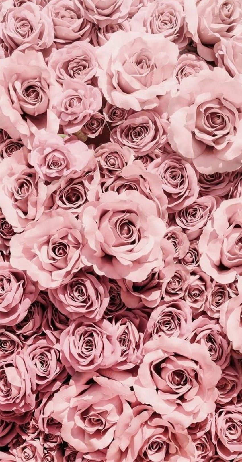  Rosa Rosen Hintergrundbild 850x1618. Pink rose aesthetic HD wallpaper