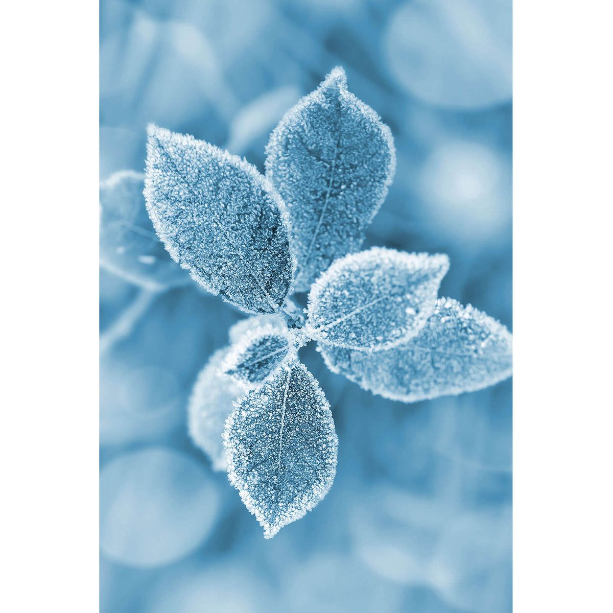  Hochformat Hintergrundbild 1200x1200. Aluminiumbild gebürstet Pflanze bei Frost im Hochformat, Aufhängefertig & Versandkostenfrei