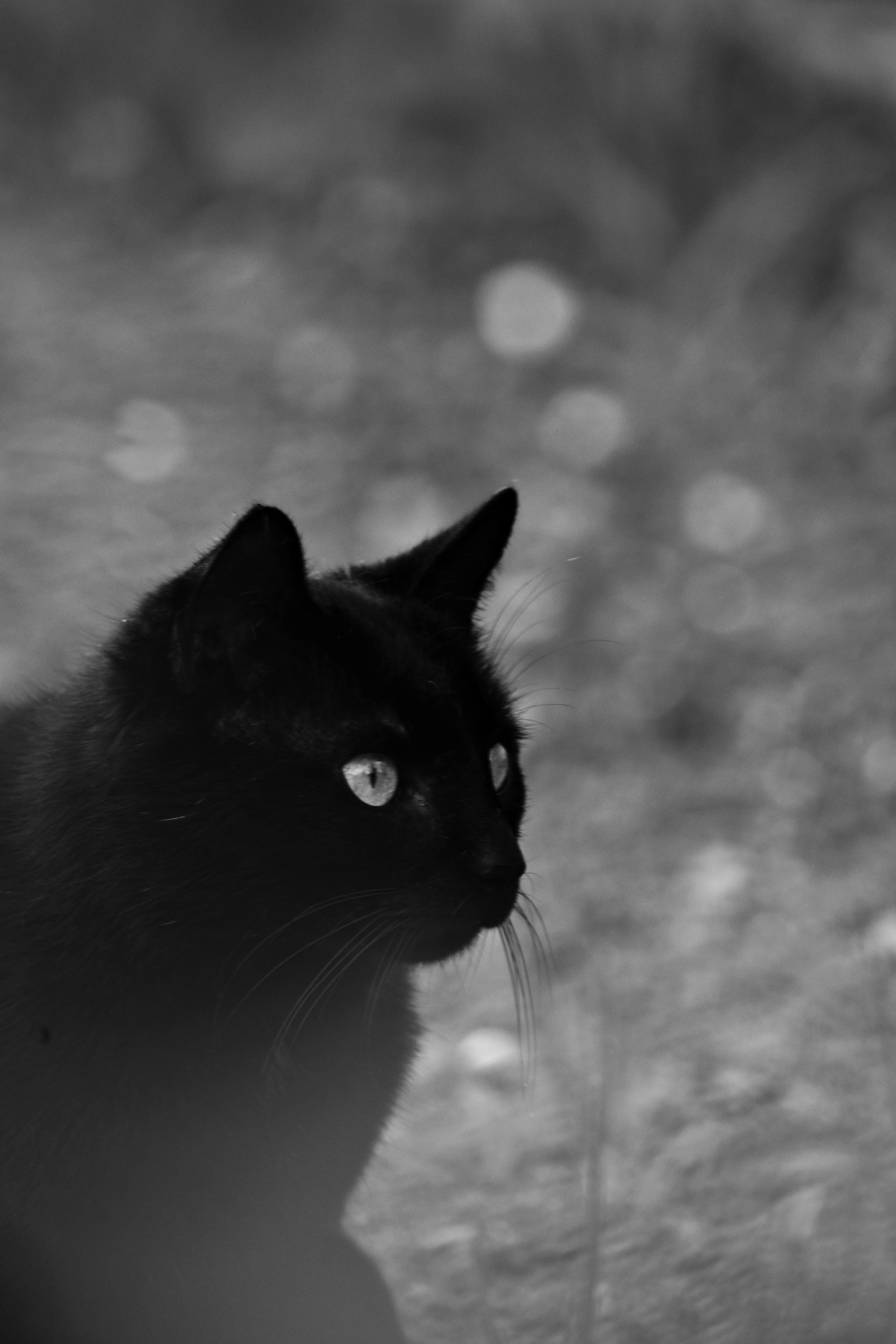  Katzen Hintergrundbild 4000x6000. 200.Schwarze Katze Bilder Und Fotos · Kostenlos Downloaden · Stock Fotos