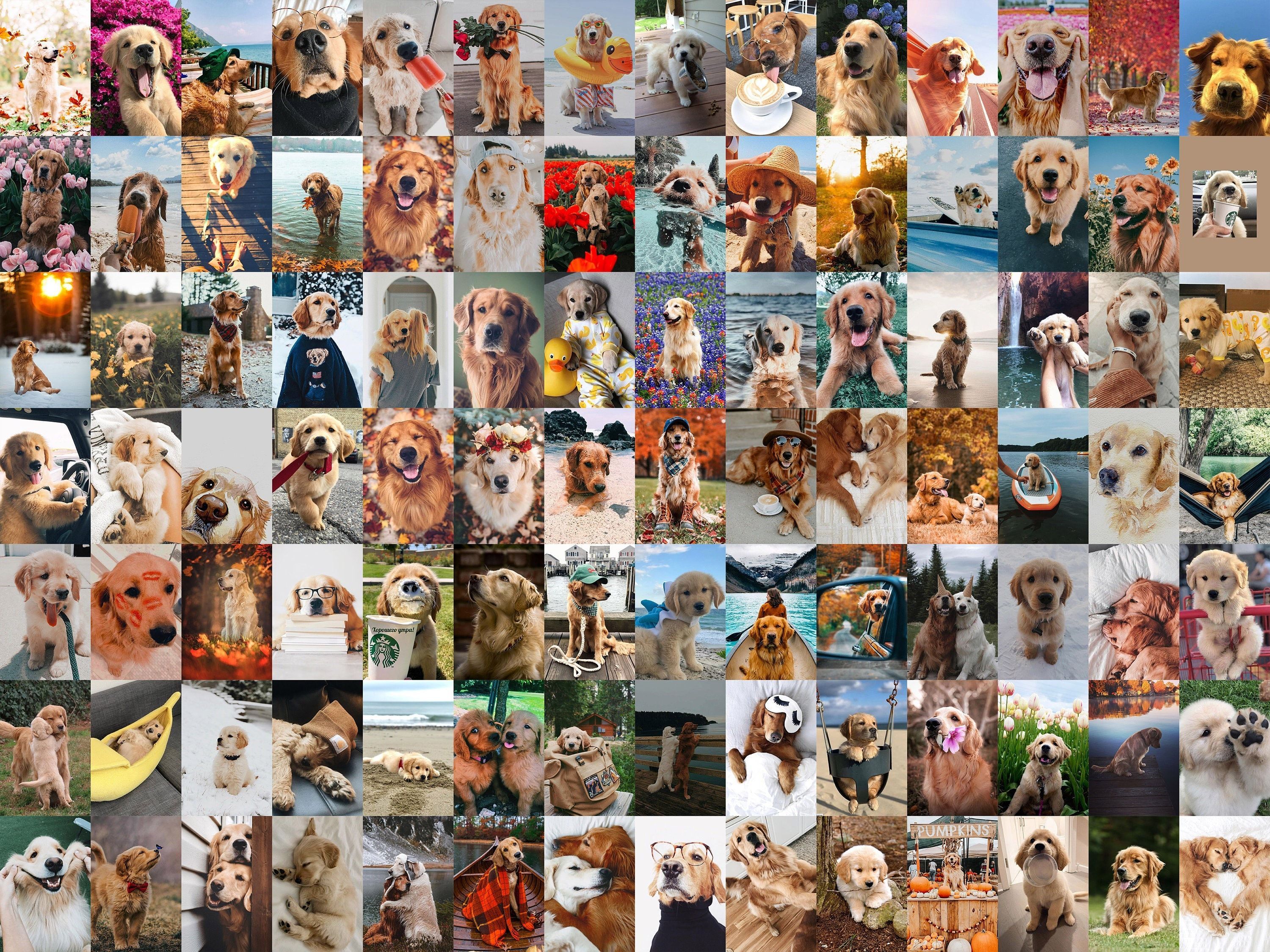  Hunde Hintergrundbild 3000x2250. Stück Lustiges Hunde Wandcollage Kit Golden Retriever