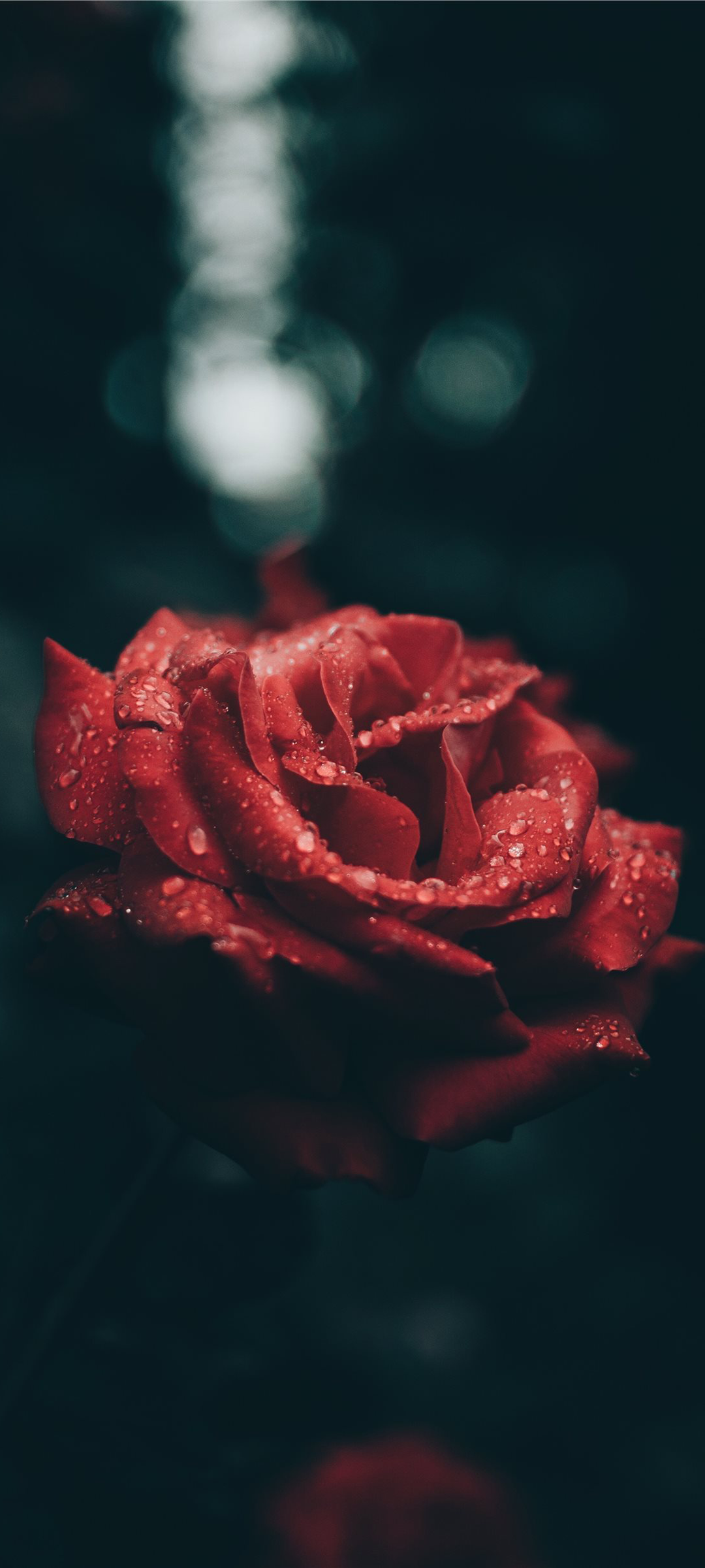  Rosen Hintergrundbild 1080x2400. Kostenlose Hintergrundbilder Rote Rose Ästhetik, Rose, Ästhetik, Kunst, Blütenblatt, Bilder Für Ihren Desktop Und Fotos