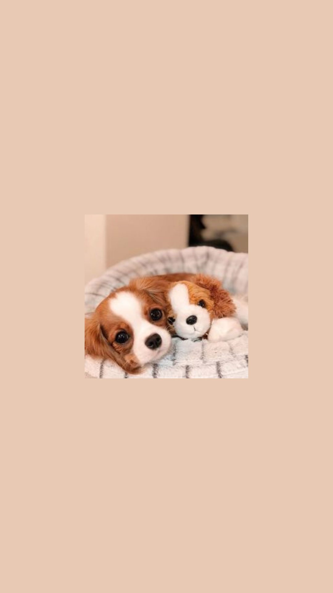  Hunde Hintergrundbild 1080x1920. I created this wallpaper but credits to the owner of the picture. Cute dog wallpaper, Dog tumblr, Kittens cutest