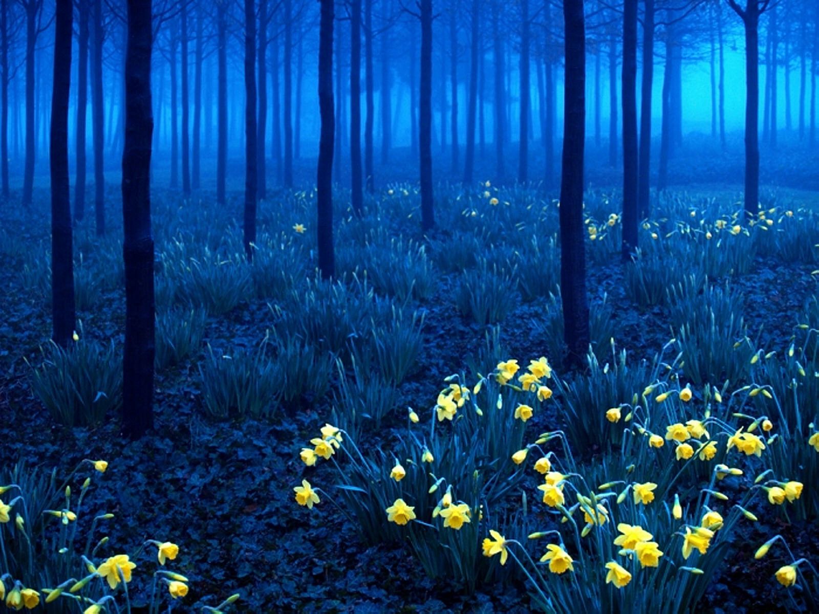  Mystisch Hintergrundbild 1600x1200. Mystische Wald voller Blumen. Schöne Landschaft Wallpaper für ios. Wald, Bäume, Blumen, Nacht