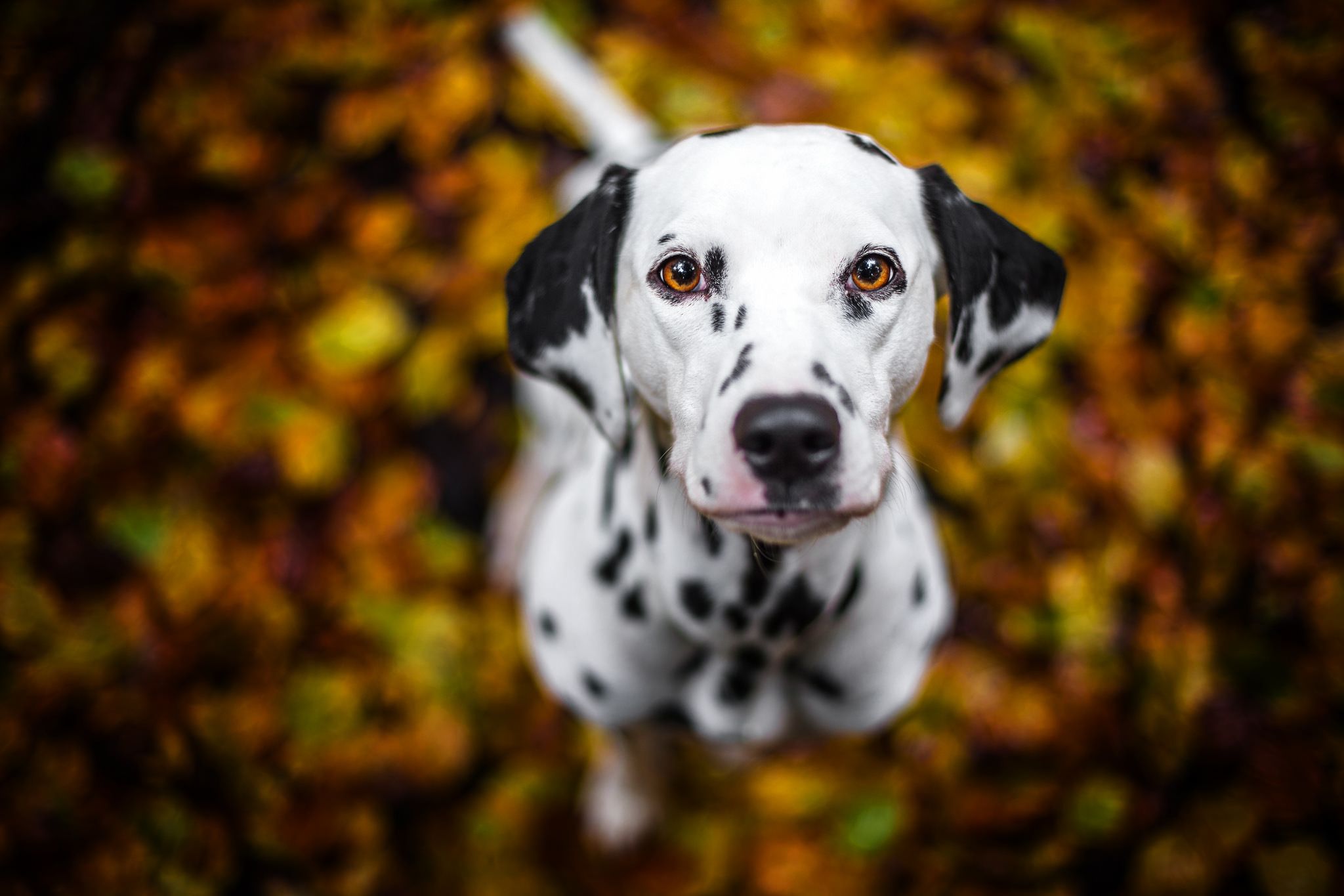  Hunde Hintergrundbild 2048x1365. Dalmatiner HD Wallpaper und Hintergründe