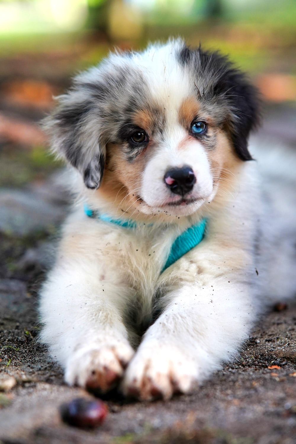 Hunde Hintergrundbilder Hintergrundbilder co Hunde Hintergrundbilder Hintergrundbilder co