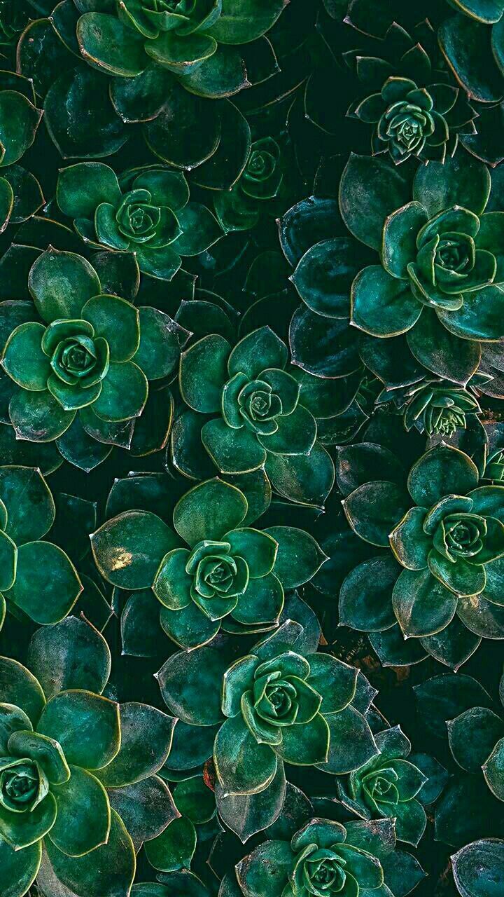  Mystisch Hintergrundbild 720x1280. Wallpaper, background, green, plants, cactus, leaves, cool, aesthetic, tumblr. Dark green aesthetic, Dark green wallpaper, Green wallpaper