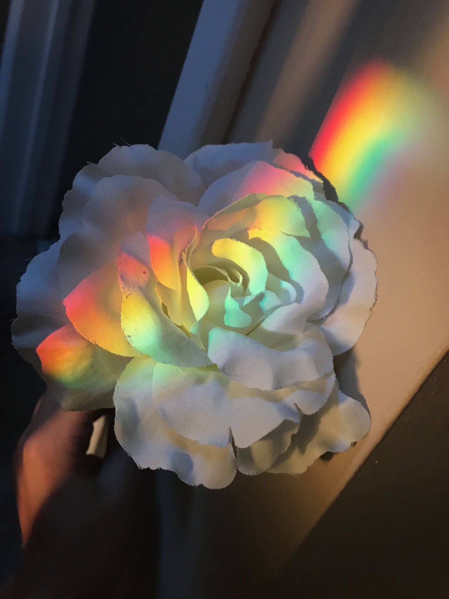  Regenbogen Hintergrundbild 1440x1920. Downloaden Regenbogenästhetische Blume Wallpaper