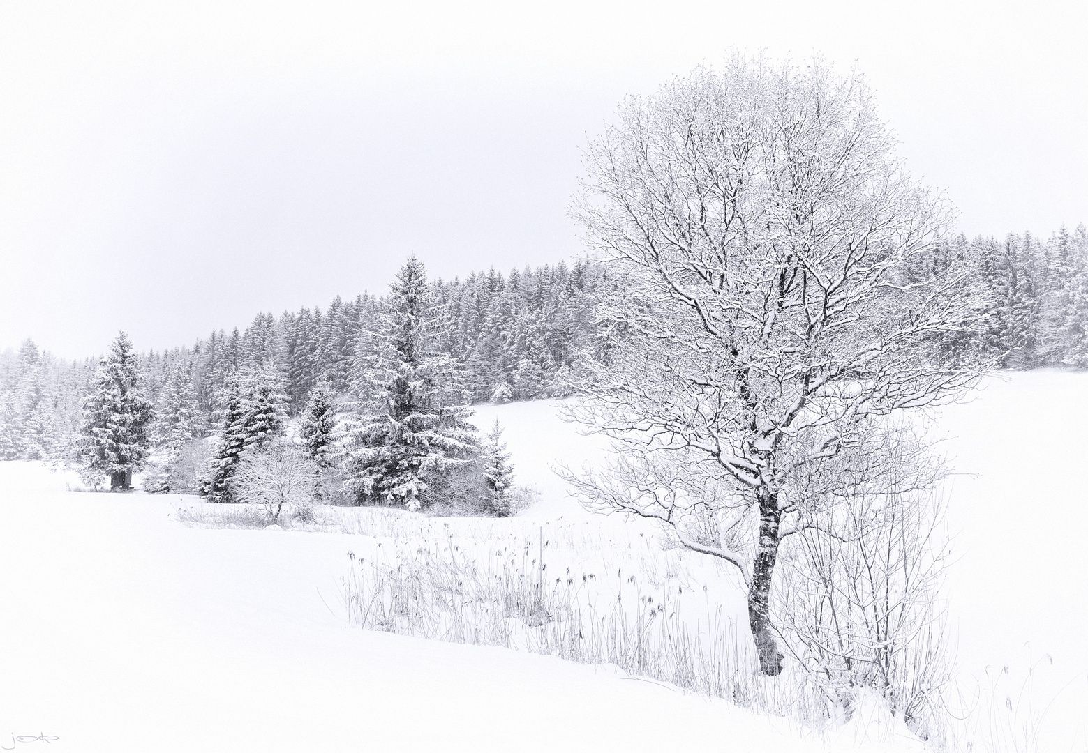  Schöne Weiße Hintergrundbild 1559x1080. weiße Ästhetik Foto & Bild. europe, Österreich, pflanzen, pilze & flechten Bilder auf fotocommunity