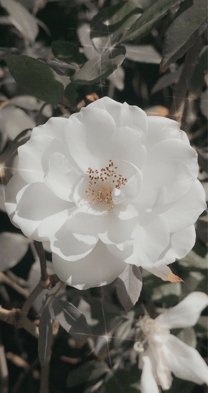  Weiße Hintergrundbild 670x1267. white flower aesthetic. White flower wallpaper, Flower aesthetic, Big white flowers