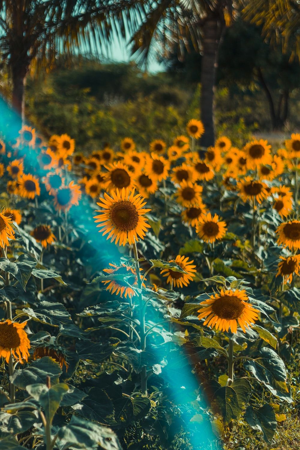  Regenbogen Hintergrundbild 1000x1500. Foto zum Thema Ein sonnenblumenfeld mit einem regenbogen im hintergrund