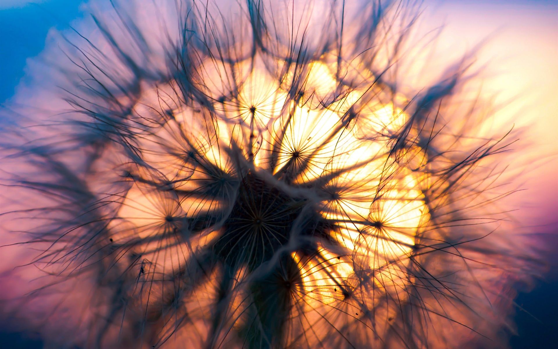 Löwenzahn Hintergrundbild 1920x1200. Löwenzahn Bei Sonnenuntergang, Pflanzen Close Up 1920x1200 HD Hintergrundbilder, HD, Bild