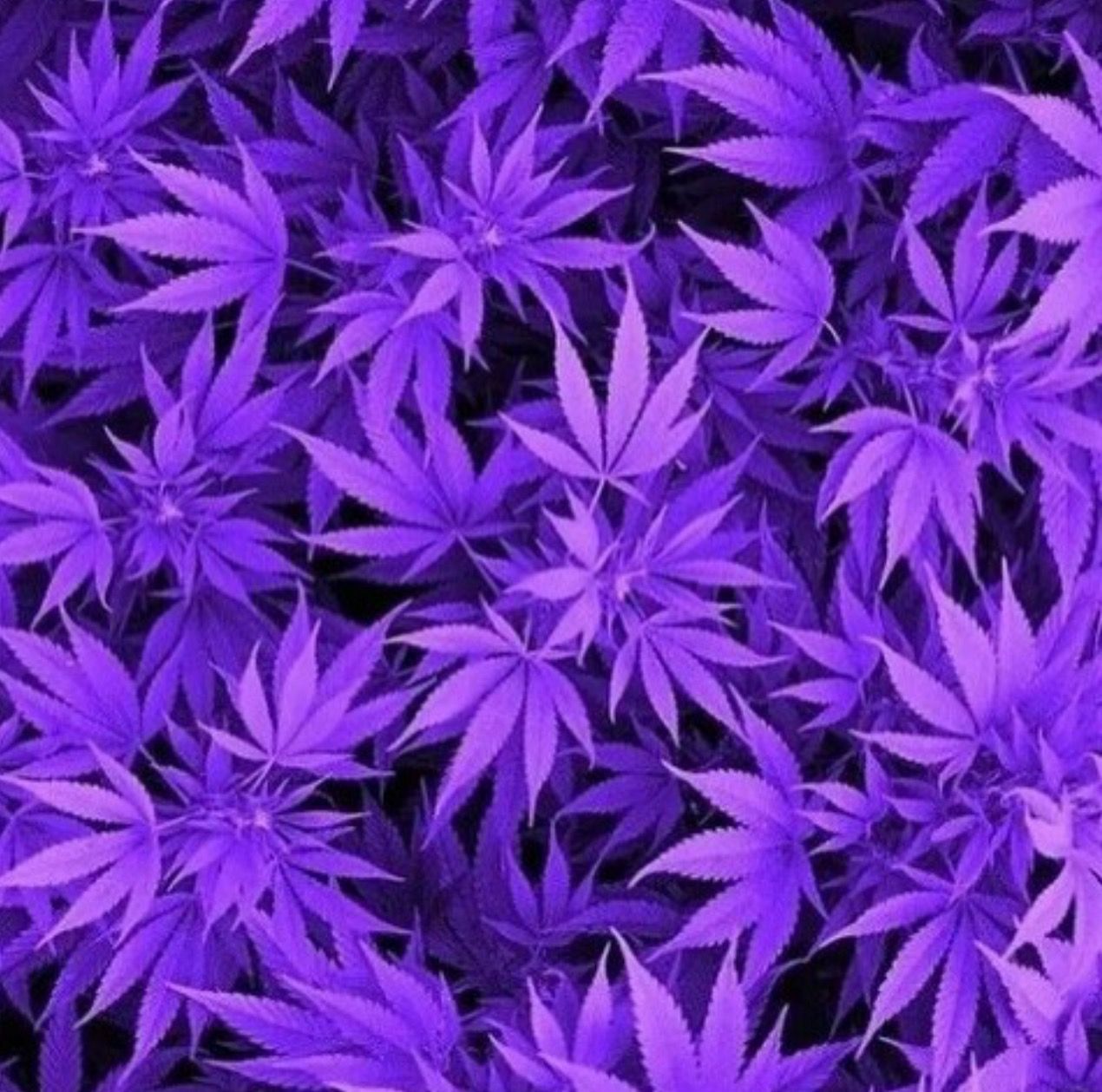  Weed Hintergrundbild 1270x1259. Purple Weed Wallpaper Free Purple Weed Background