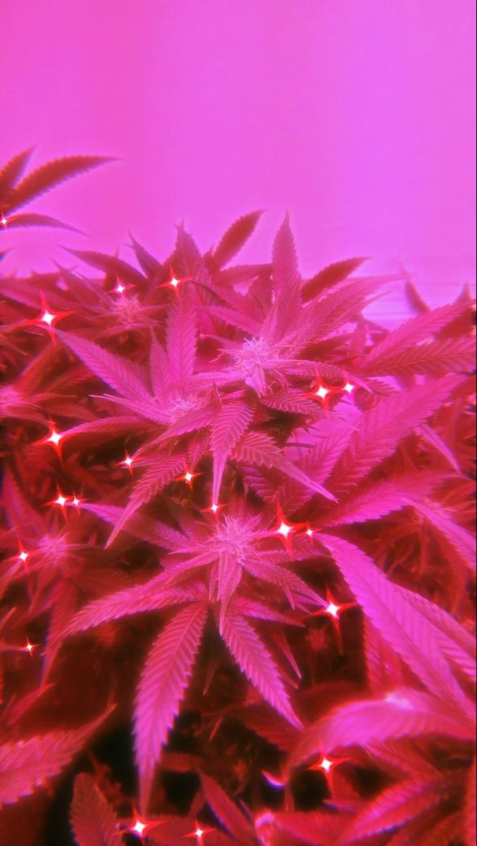  Weed Hintergrundbild 676x1200. Rosa Twigt on Pink. Pink neon wallpaper, Picture collage wall, Pink wallpaper iphone