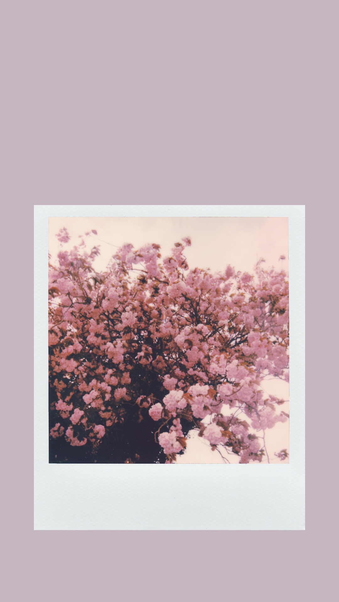  Polaroid Hintergrundbild 1080x1920. Free Aesthetic Phone Wallpaper for Spring Violet Journal