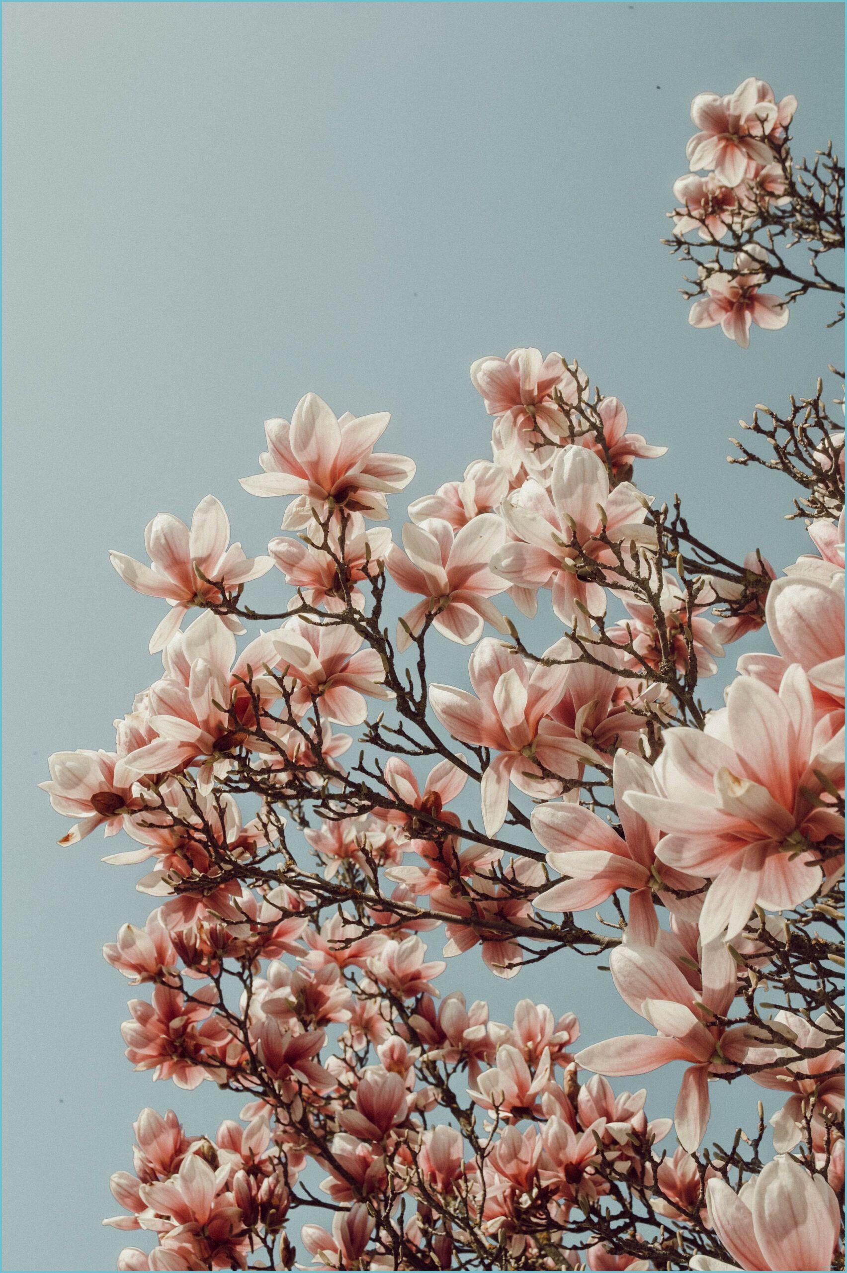  Frühlingslandschaften Hintergrundbild 1704x2560. Blumen Wallpaper Free Blumen Background