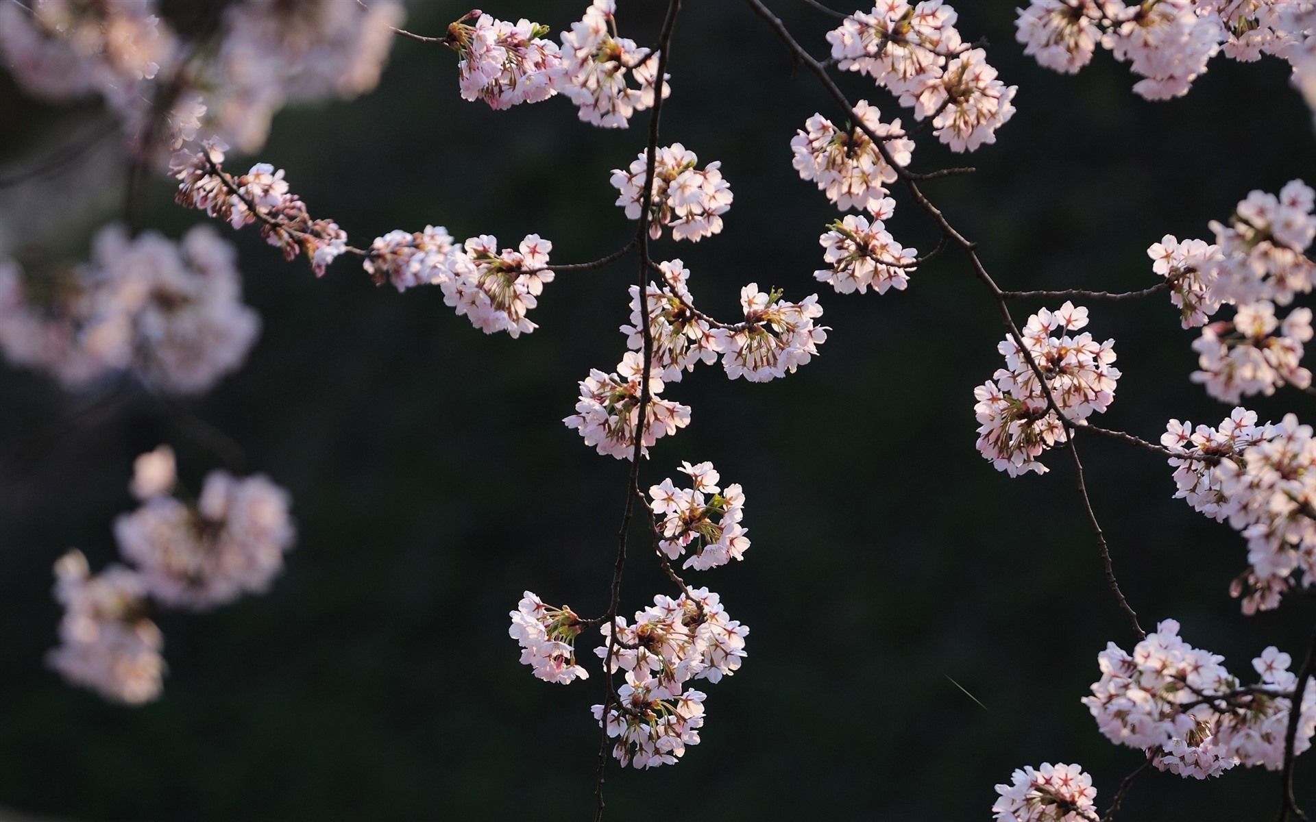  Frühlingslandschaften Hintergrundbild 1920x1200. Rosa Sakura, Zweige, Blumen, Frühling 2560x1600 HD Hintergrundbilder, HD, Bild