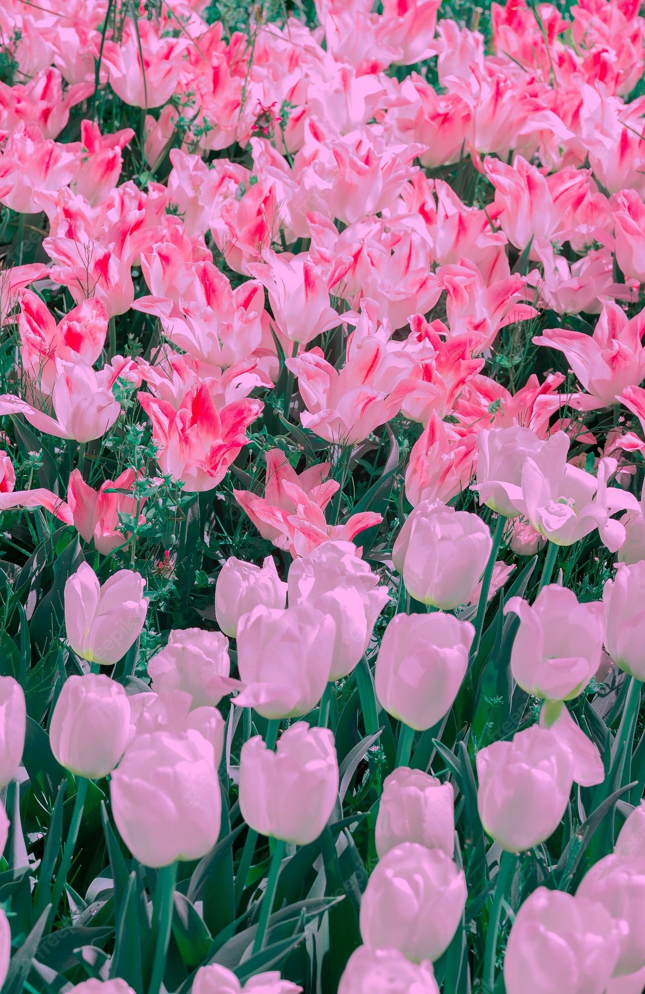  Frühlingslandschaften Hintergrundbild 1297x2000. Mode ästhetik tapete blumen. rosa und weißer tulpenhintergrund