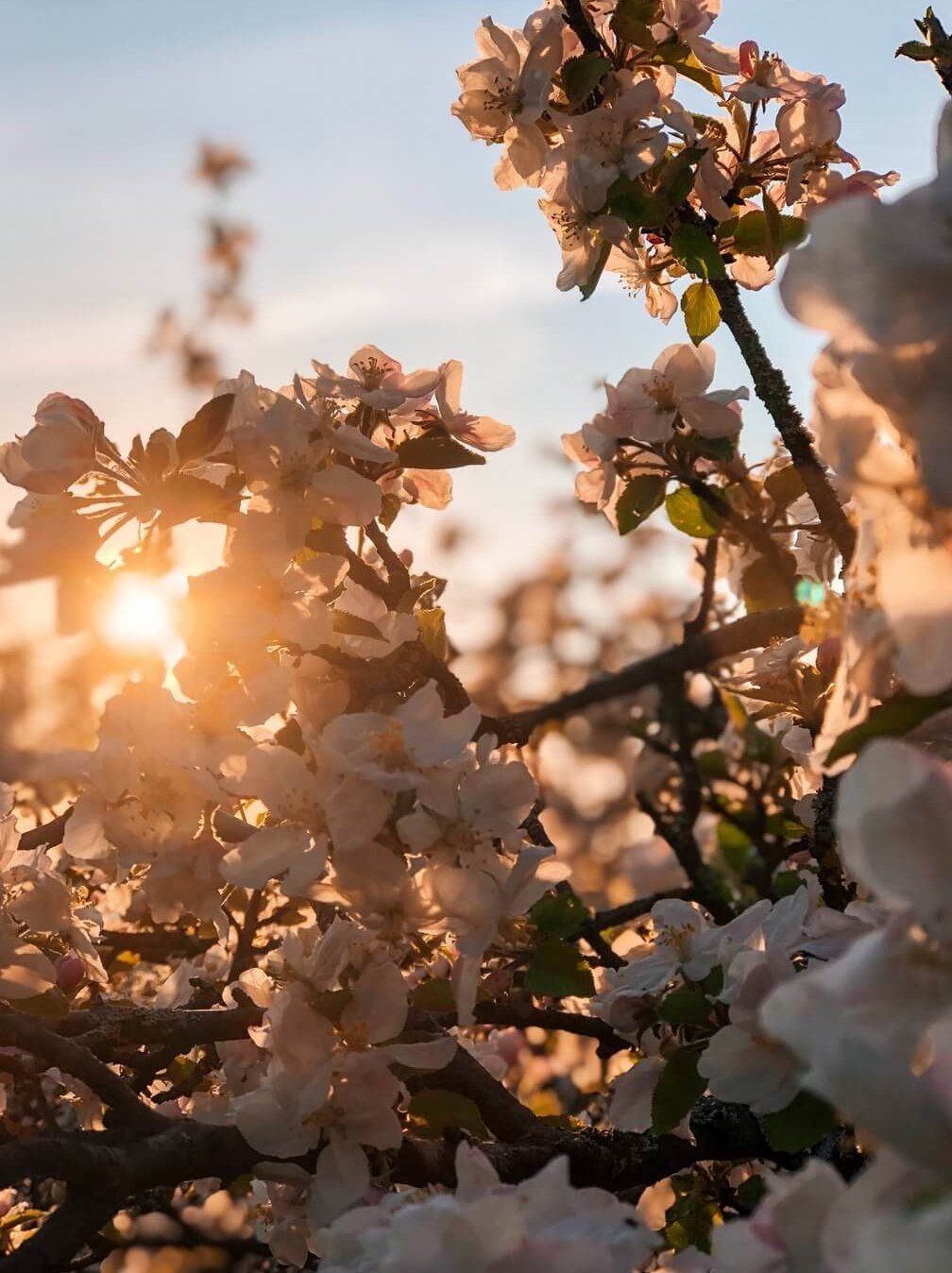  Frühlingslandschaften Hintergrundbild 1008x1348. Schwäbische Alb im Frühling: Ausflug zur Streuobstblüte am Fuße der Alb
