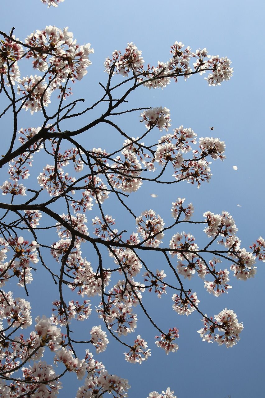  Frühlingslandschaften Hintergrundbild 853x1280. Kirschblüte April Frühling Foto auf Pixabay