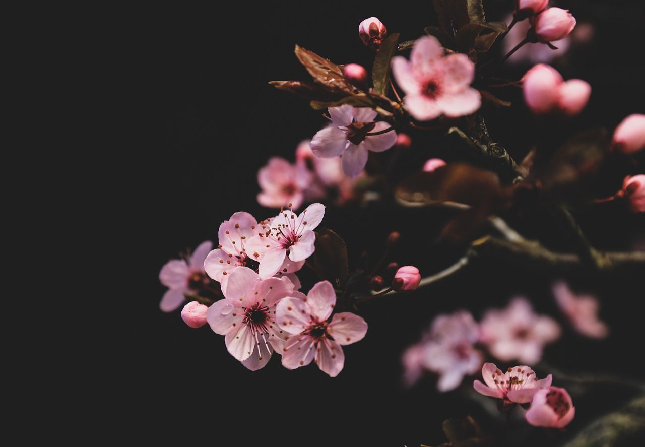  Frühlingslandschaften Hintergrundbild 1280x887. Blume Pflaumenblüte Frühling Foto auf Pixabay