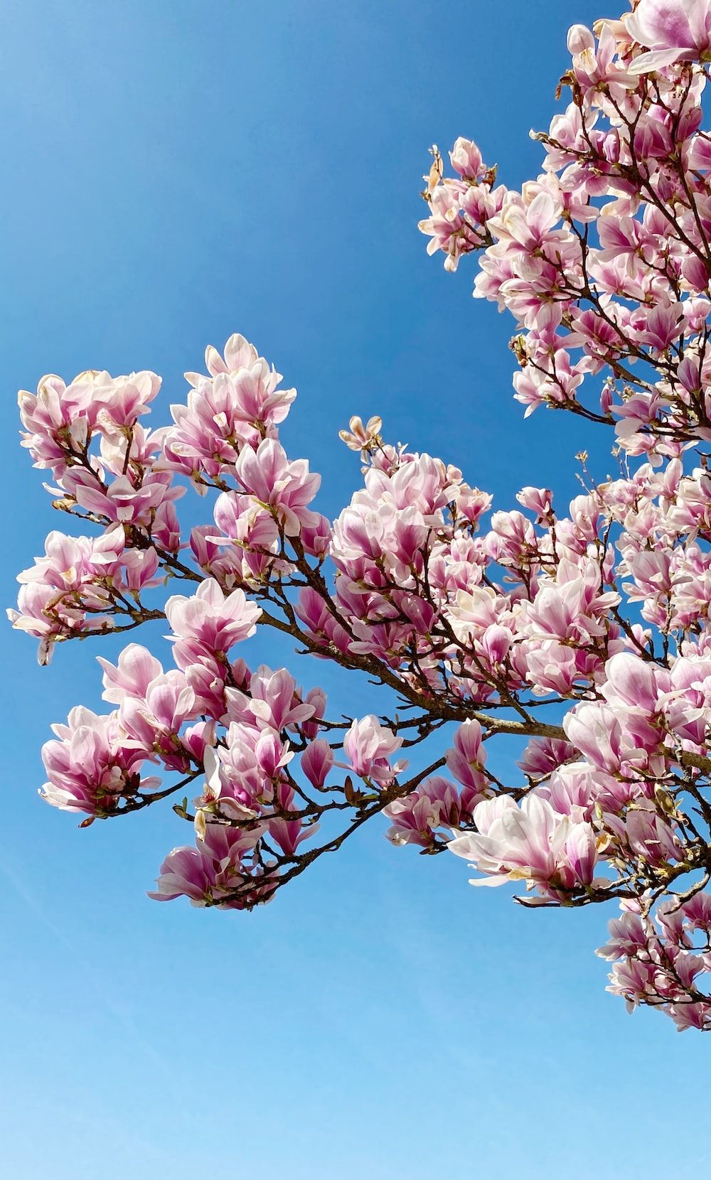  Frühlingslandschaften Hintergrundbild 1000x1660. Foto zum Thema Rosa kirschblüte unter blauem himmel tagsüber