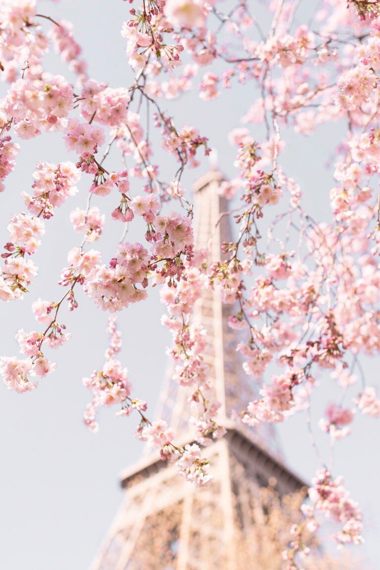  Frühlingslandschaften Hintergrundbild 767x1150. Paris Fotografie Accolade Cherry Blossoms am Eiffelturm