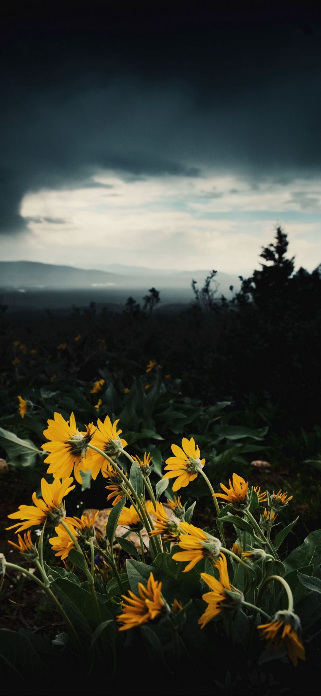 Frühlingslandschaften Hintergrundbild 1080x2340. Kostenlose Hintergrundbilder Wildflower, Cloud, Pflanzen Gemeinschaft, Blütenblatt, Natur, Bilder Für Ihren Desktop Und Fotos