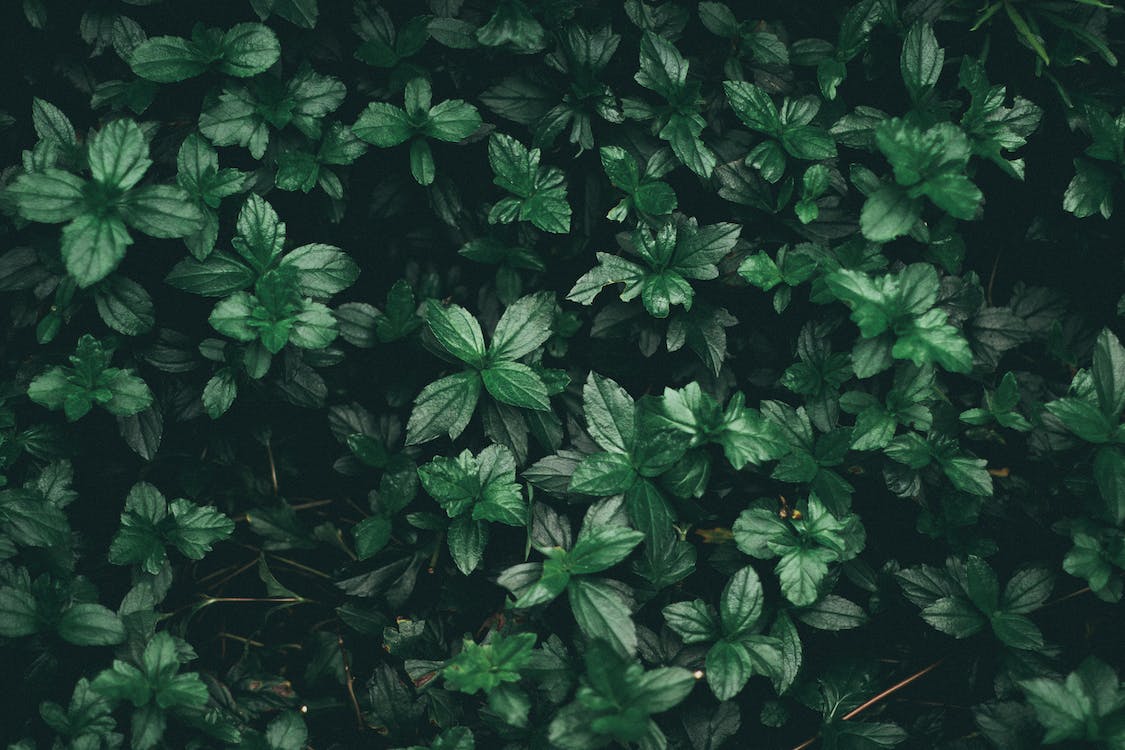  Grüne Blätter Hintergrundbild 1125x750. Grüne Blattpflanze · Kostenloses Stock Foto
