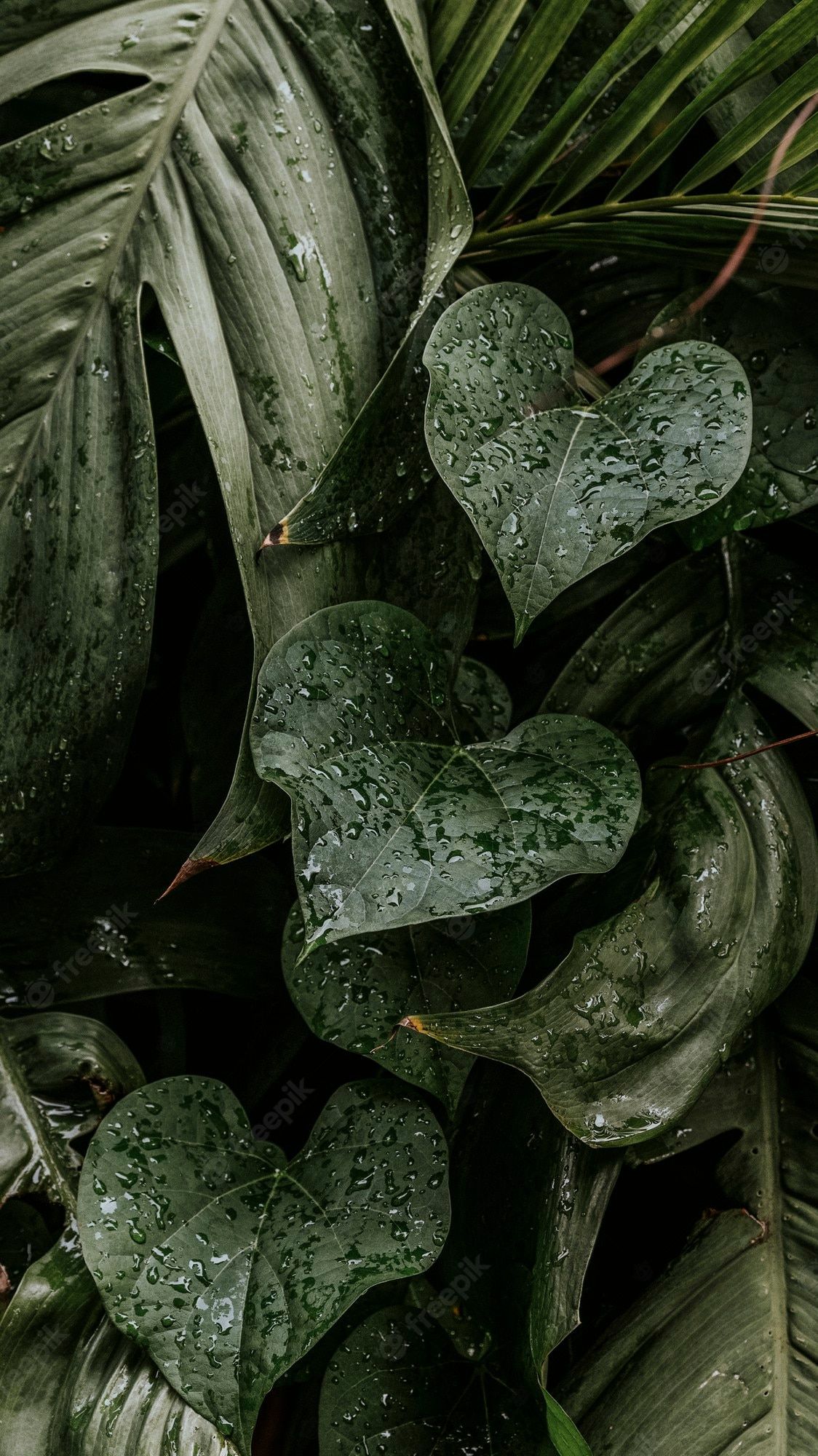  Grüne Blätter Hintergrundbild 1124x2000. Nasse Monstera Pflanze Verlässt Handy Wallpaper