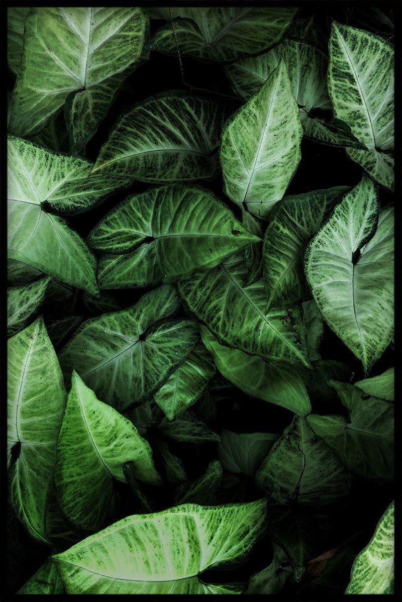  Blätter Hintergrundbild 800x1198. Grüne Blätter friedliche Post