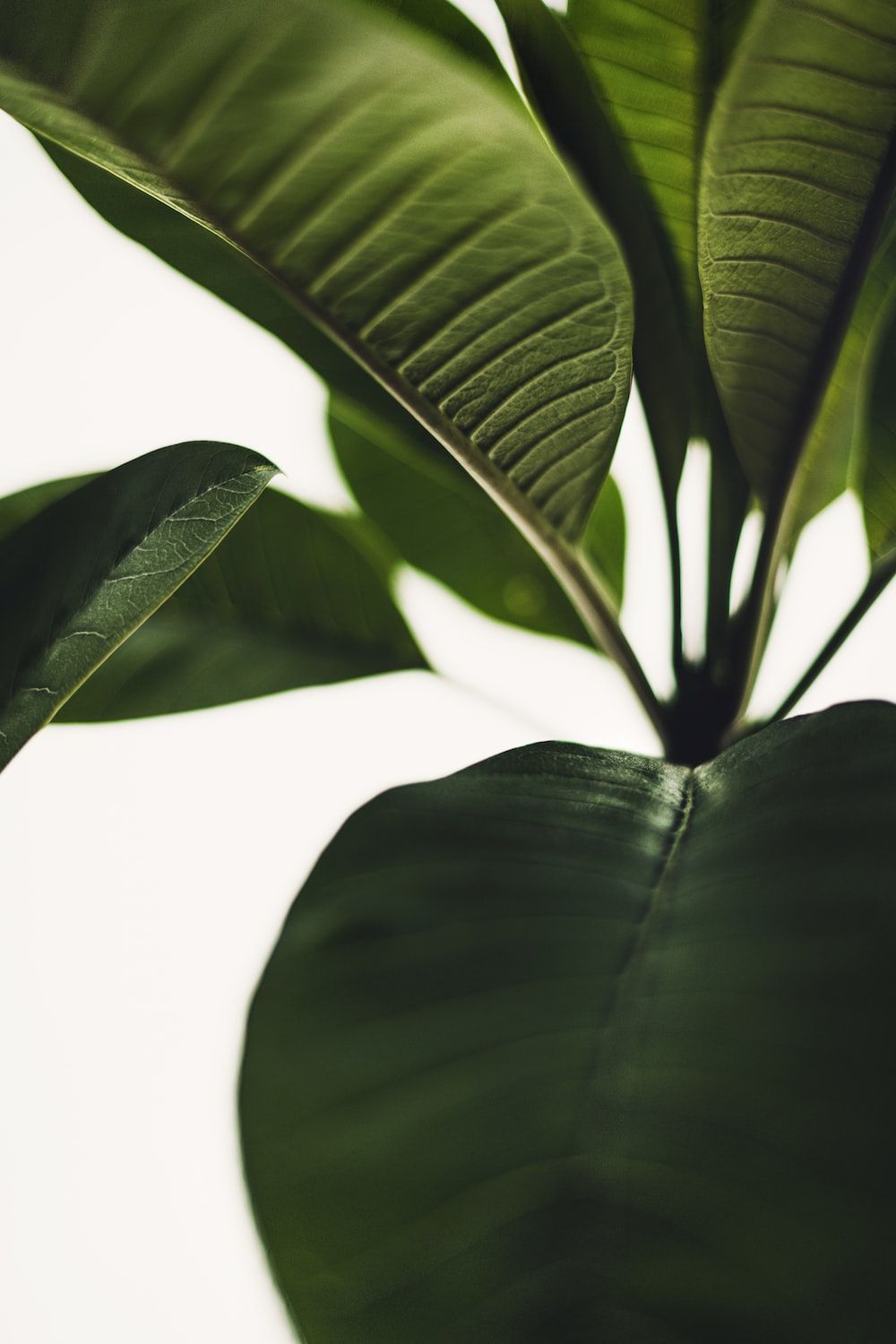  Grüne Blätter Hintergrundbild 1000x1500. Foto zum Thema Eine grüne pflanze mit großen blättern auf weißem hintergrund