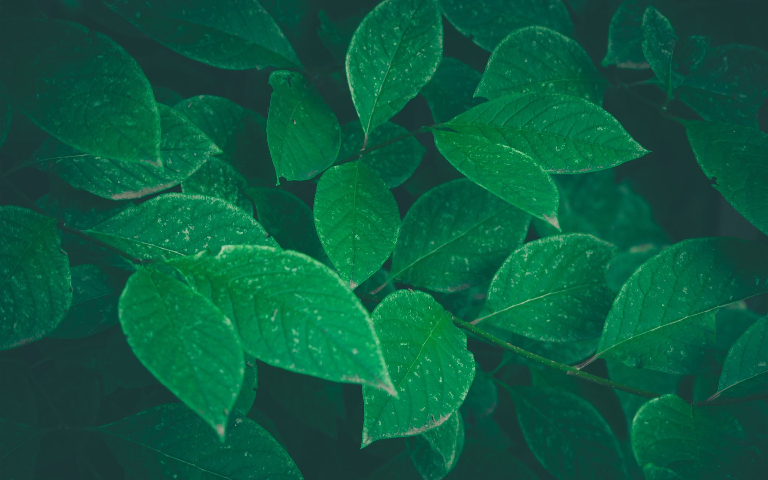  Grüne Blätter Hintergrundbild 2560x1600. Grüne Blätter, Pflanzen, dunstig 3840x2160 UHD 4K Hintergrundbilder, HD, Bild
