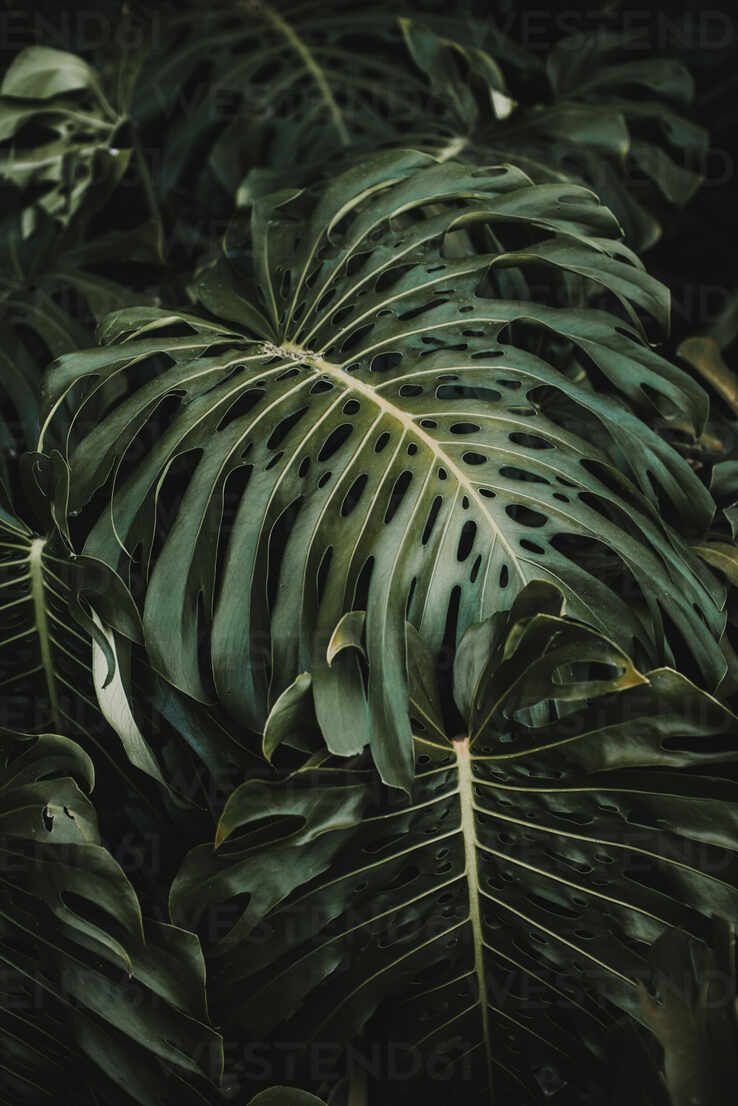  Grüne Blätter Hintergrundbild 738x1106. Schöne glänzende grüne Blätter von Monstera deliciosa Baum wächst in tropischen Garten auf sonnigen Tag, lizenzfreies