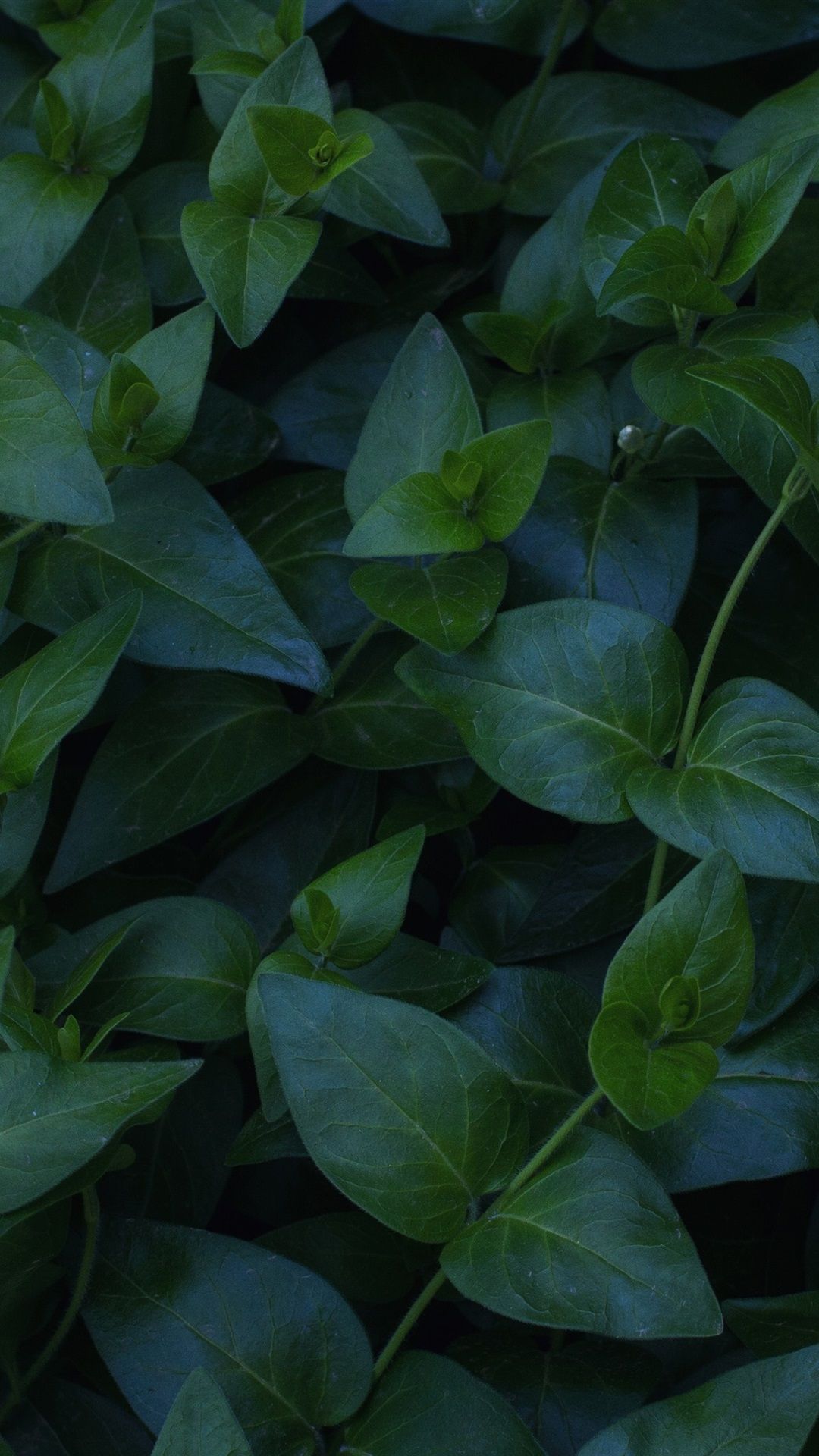  Grüne Blätter Hintergrundbild 1080x1920. Pflanzen, Grüne Blätter 1080x1920 IPhone 8 7 6 6S Plus Hintergrundbilder, HD, Bild