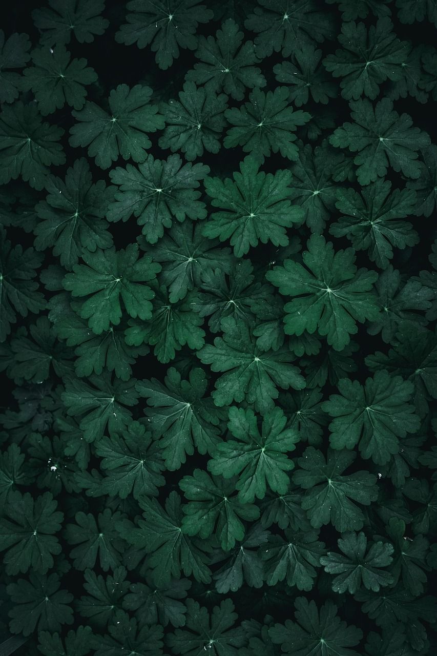  Grüne Blätter Hintergrundbild 853x1280. Bigroot Geranie Grüne Blätter Foto auf Pixabay