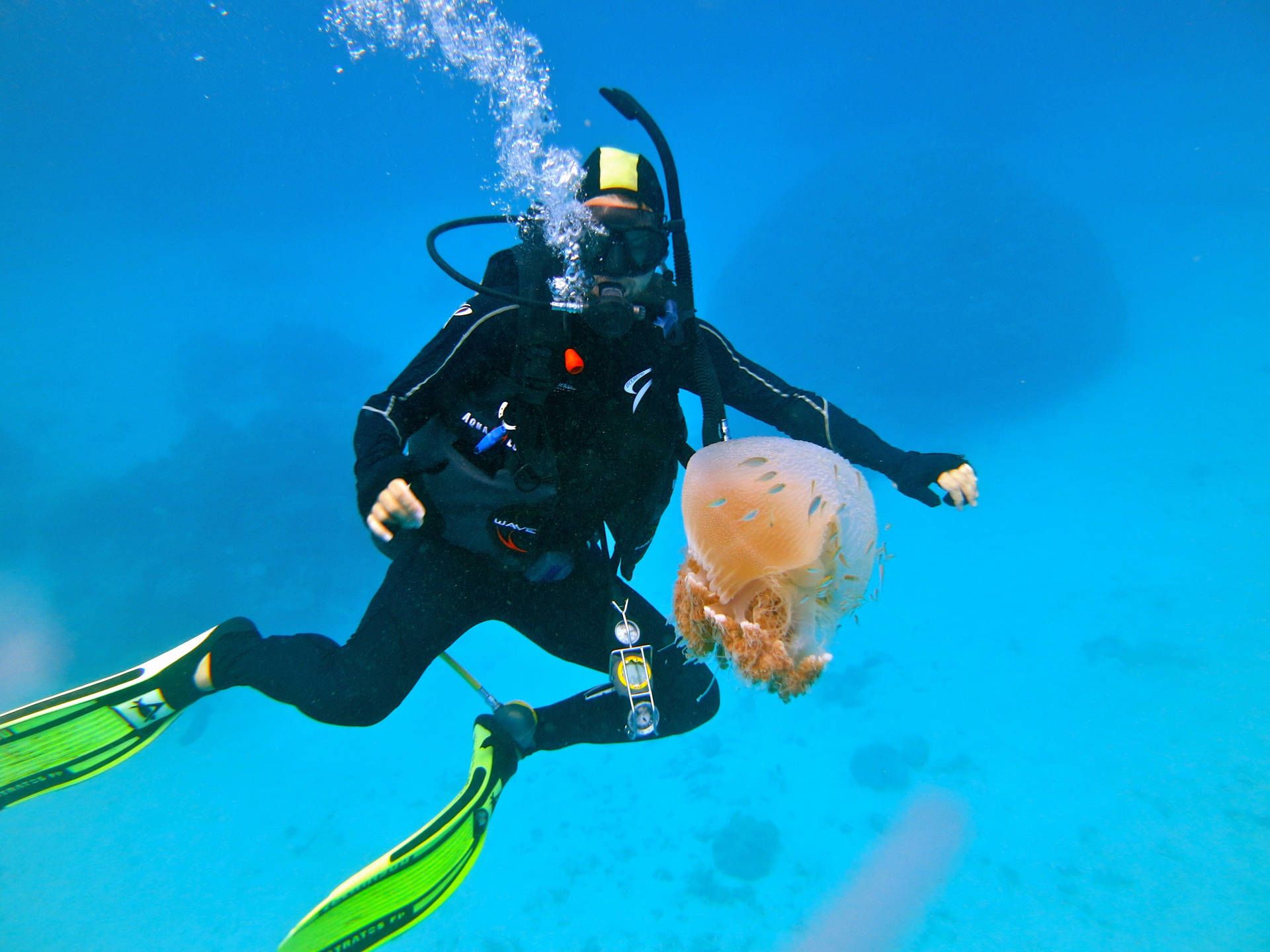  Tauchen Hintergrundbild 1920x1440. Download Scuba Diving With Jellyfish Wallpaper