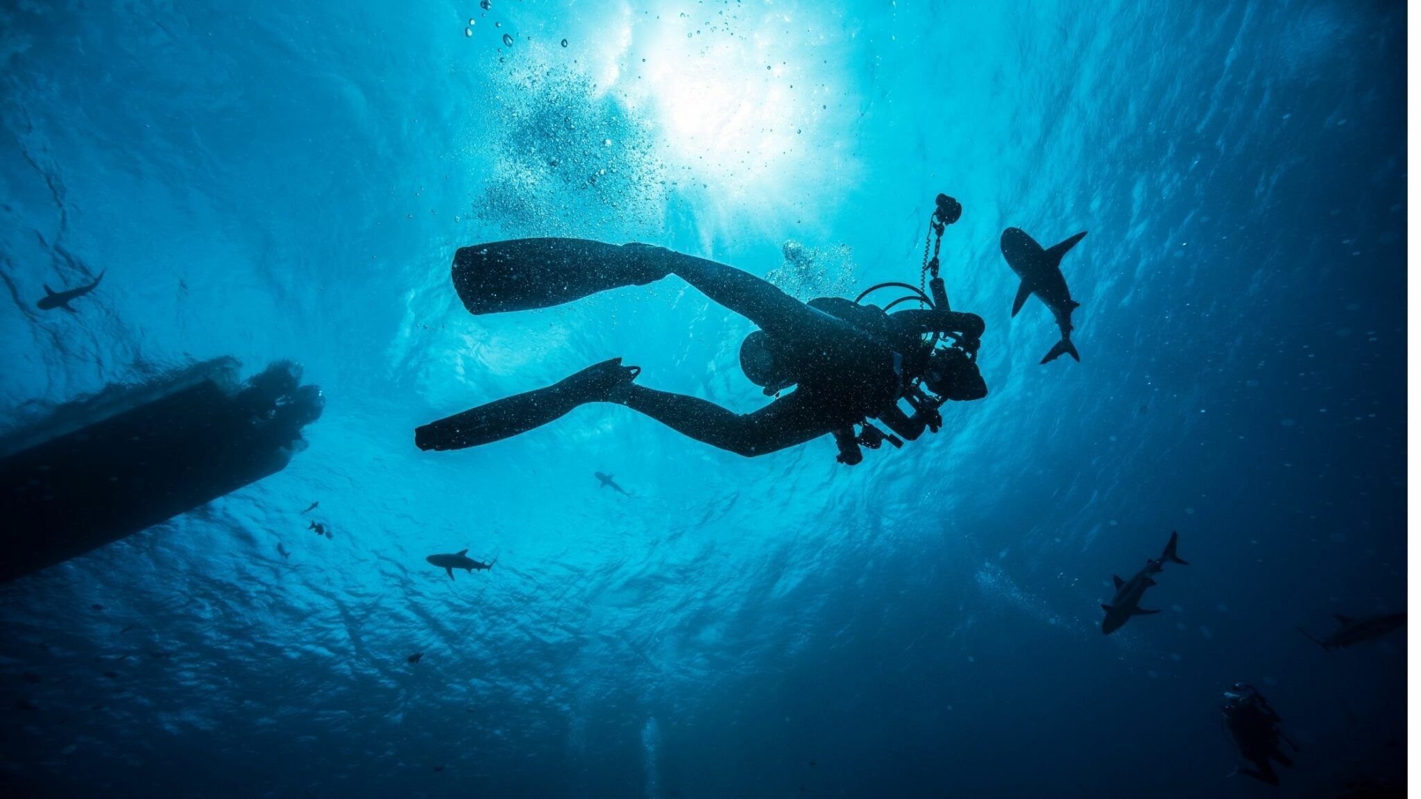  Tauchen Hintergrundbild 2048x1152. Diving with Sharks in the Maldives. Culture And Cream