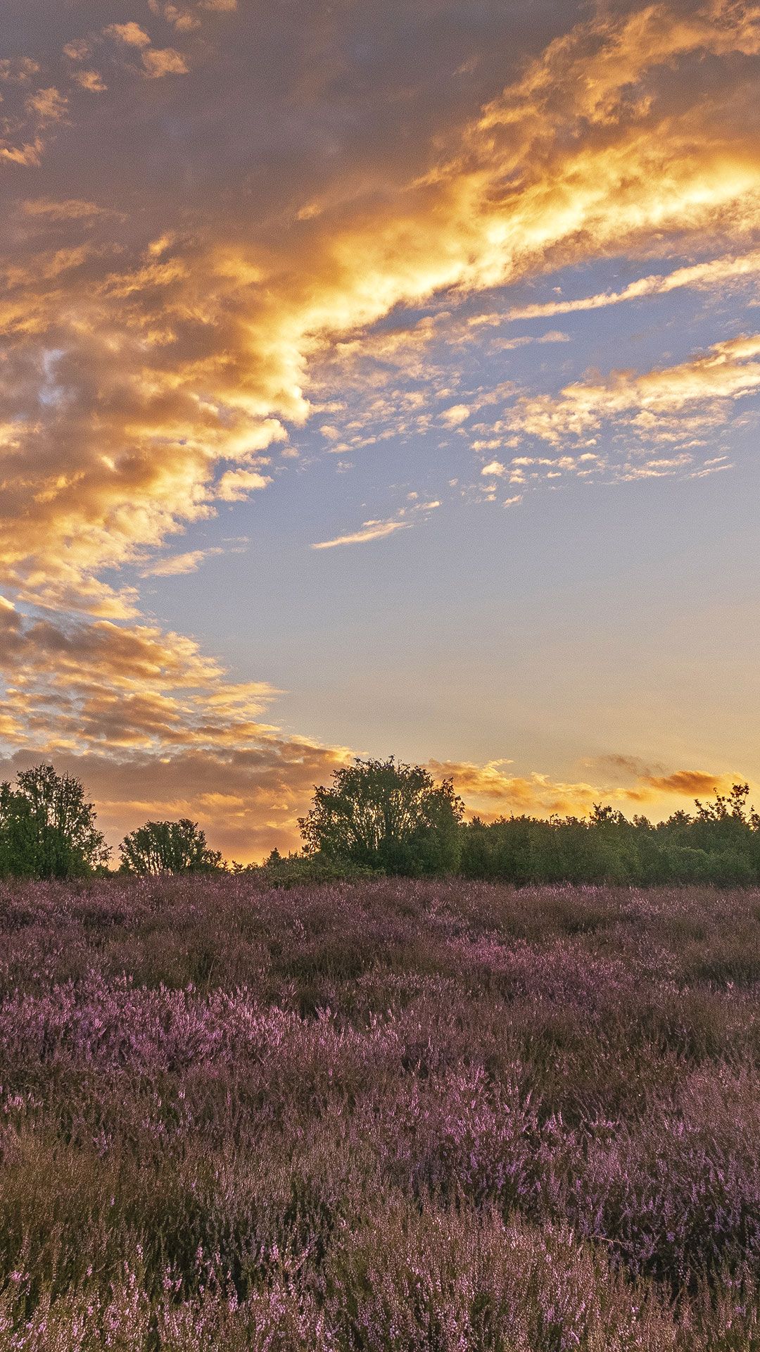 Natur Hintergrundbild 1080x1920. Handy Wallpaper Handy Hintergrundbilder aus der Heide. Lüneburger Heide