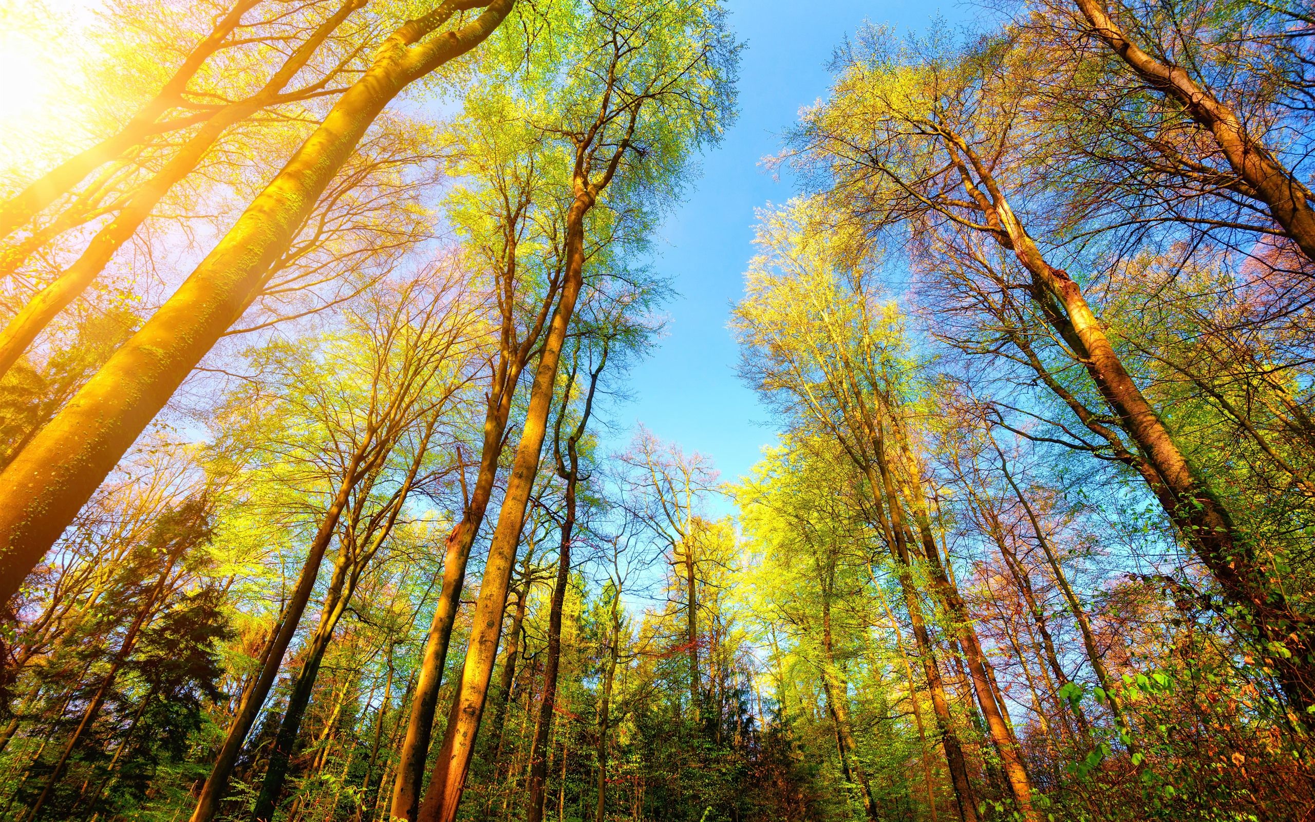 Natur Hintergrundbild 2560x1600. Bäume, Grün, Sonnenschein, Natur 5120x2880 UHD 5K Hintergrundbilder, HD, Bild