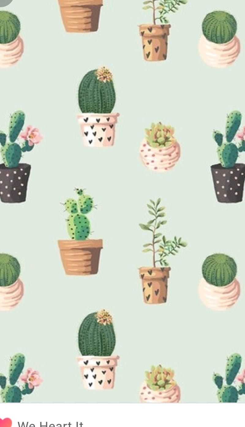  Kaktus Hintergrundbild 800x1396. Cactus, aesthetics, flower, HD phone wallpaper