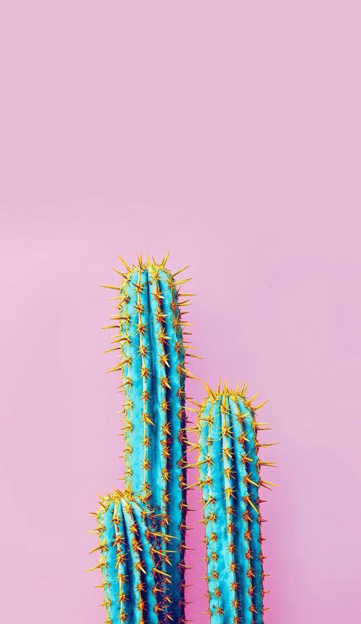 Kakteen Hintergrundbild 740x1280. Cactus Pink Aesthetic Wallpaper