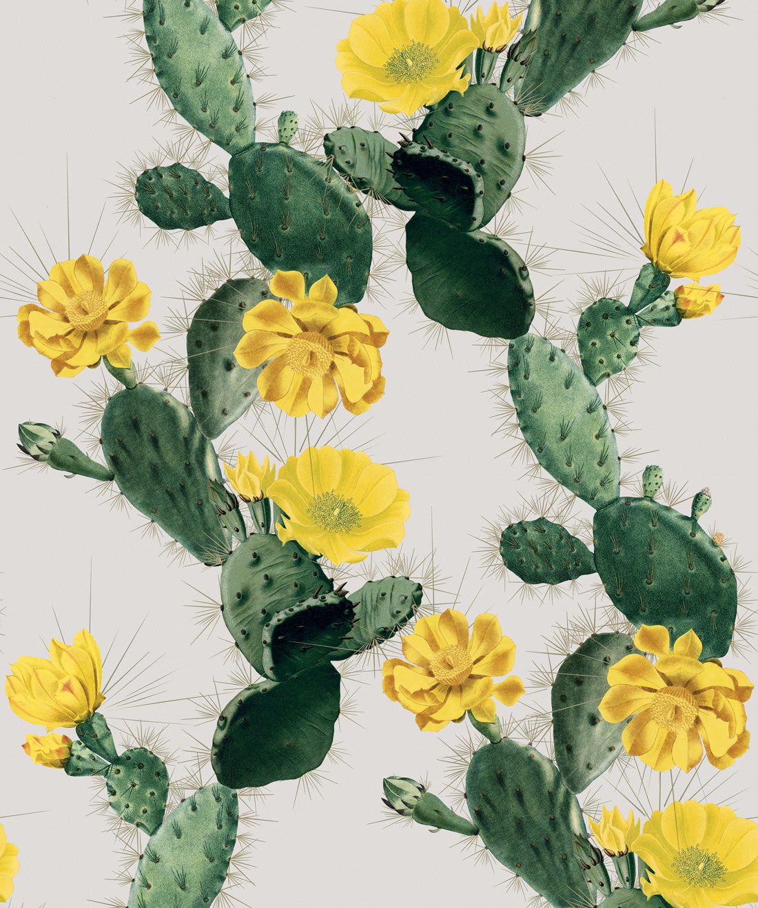  Kakteen Hintergrundbild 1100x1318. Cactus Wallpaper • Bold Alluring Cacti Design AUS