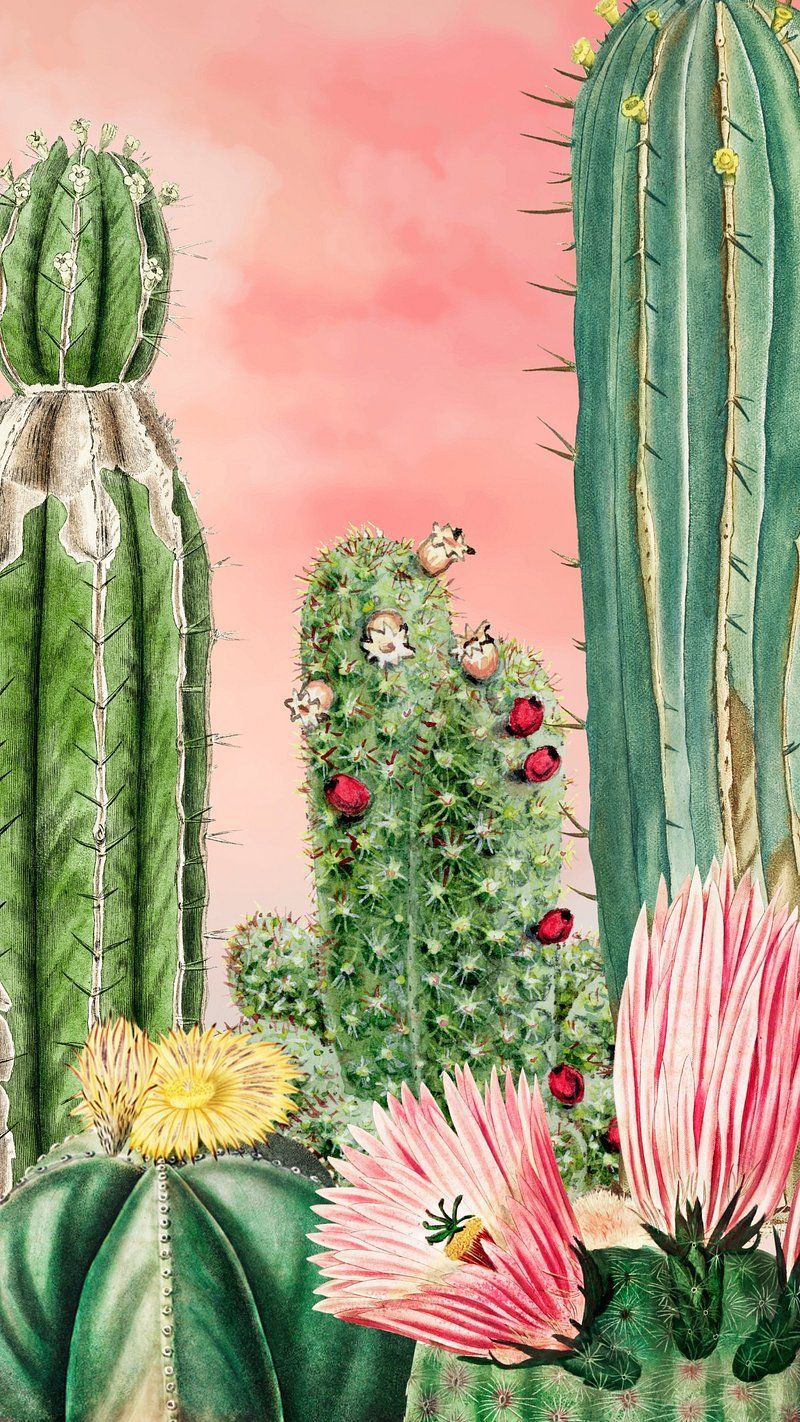  Kaktus Hintergrundbild 800x1422. Cactus Wallpaper Phone Wallpaper