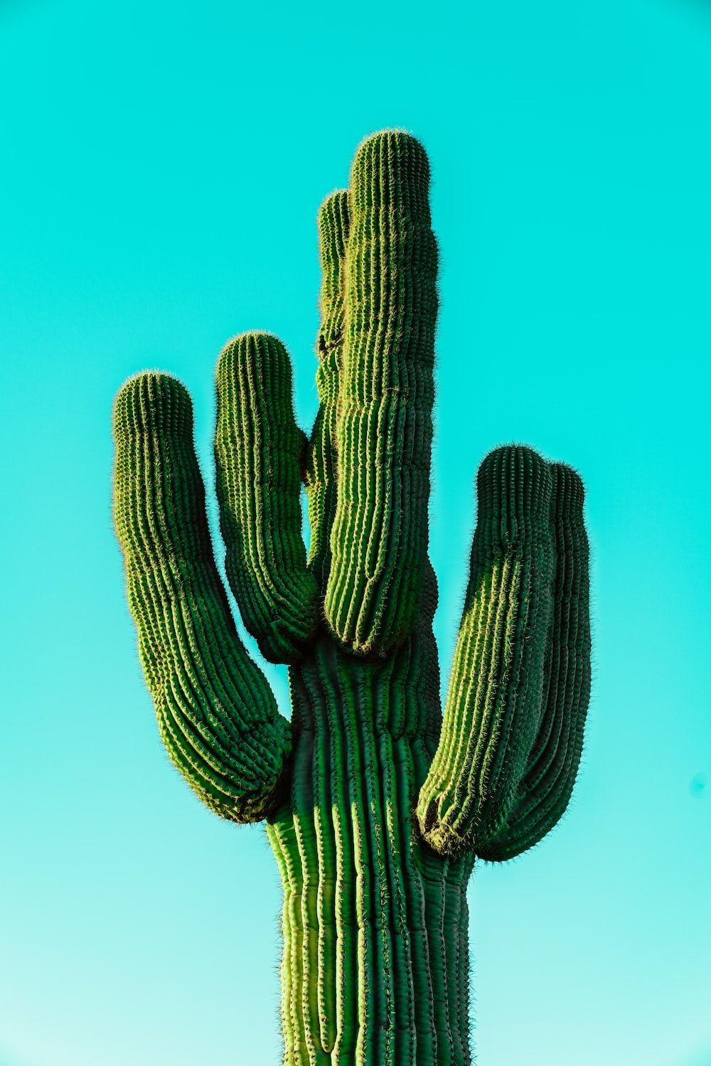  Kaktus Hintergrundbild 1000x1499. Cactus Wallpaper: Kostenloser HD Download [HQ]