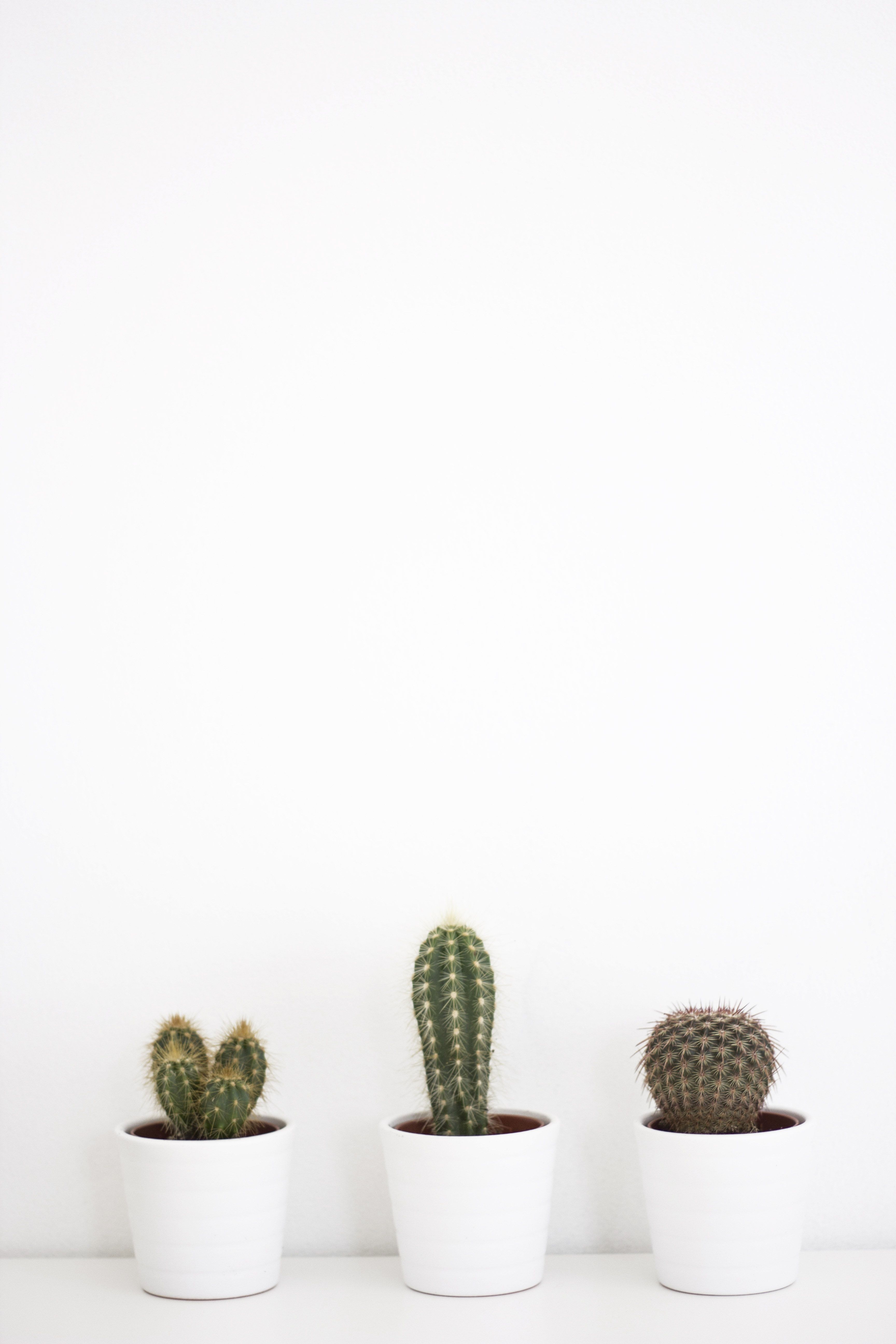  Kakteen Hintergrundbild 3456x5184. Aesthetic Cactus Wallpaper