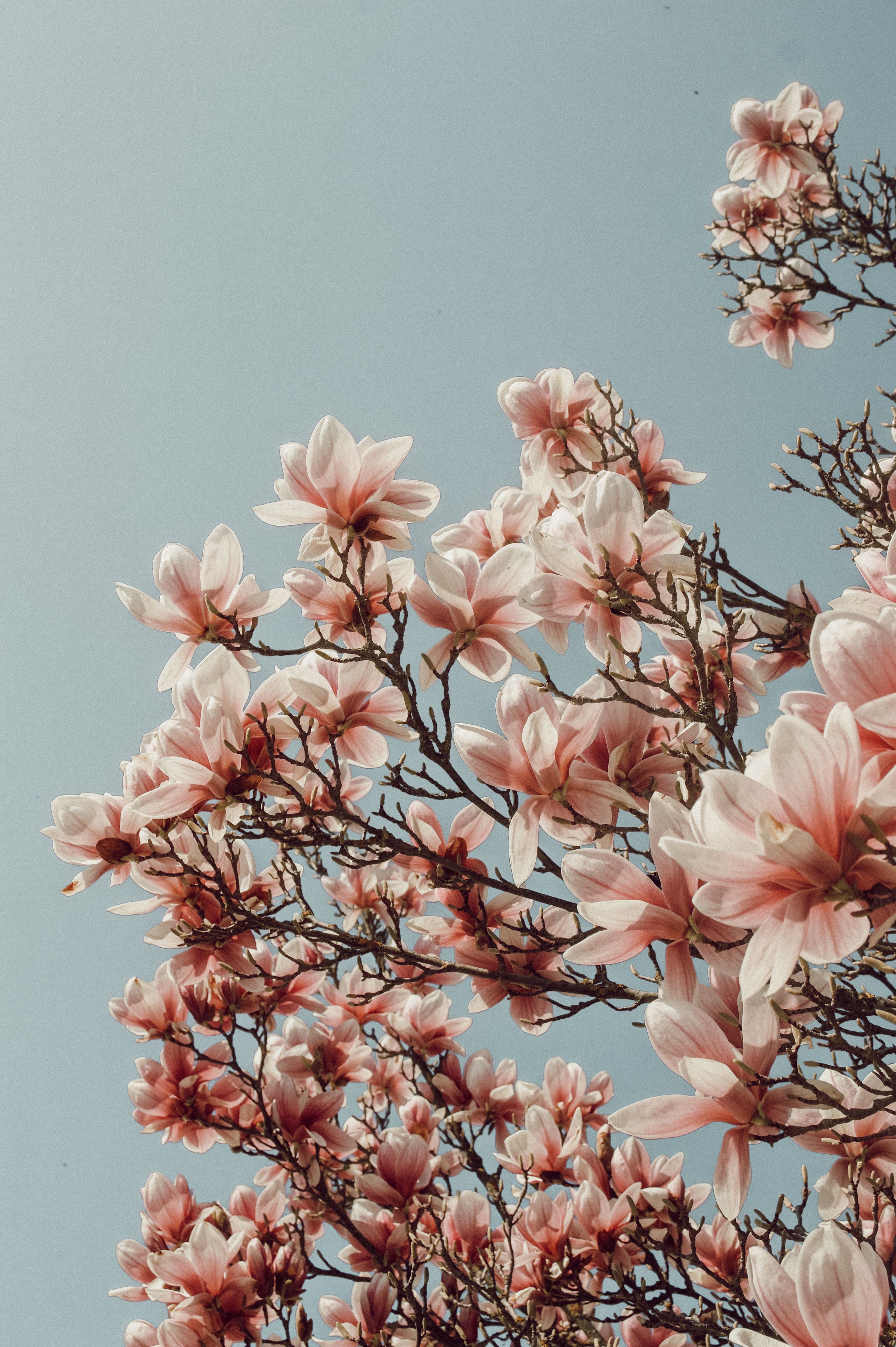  Frühlingsblumen Hintergrundbild 3056x4592. Pin auf WALLPAPER