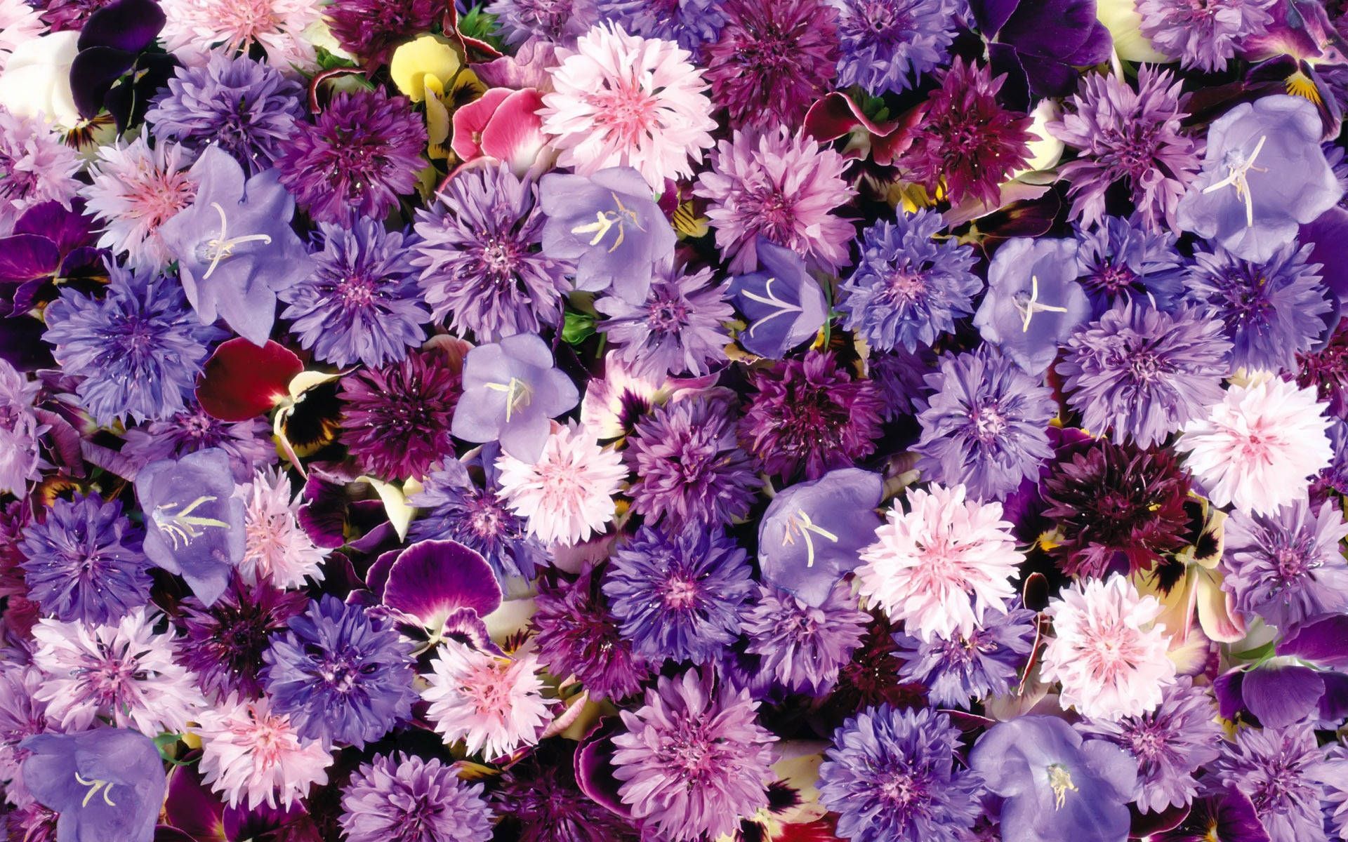  Frühlingsblumen Hintergrundbild 1920x1200. Blumen Wallpaper