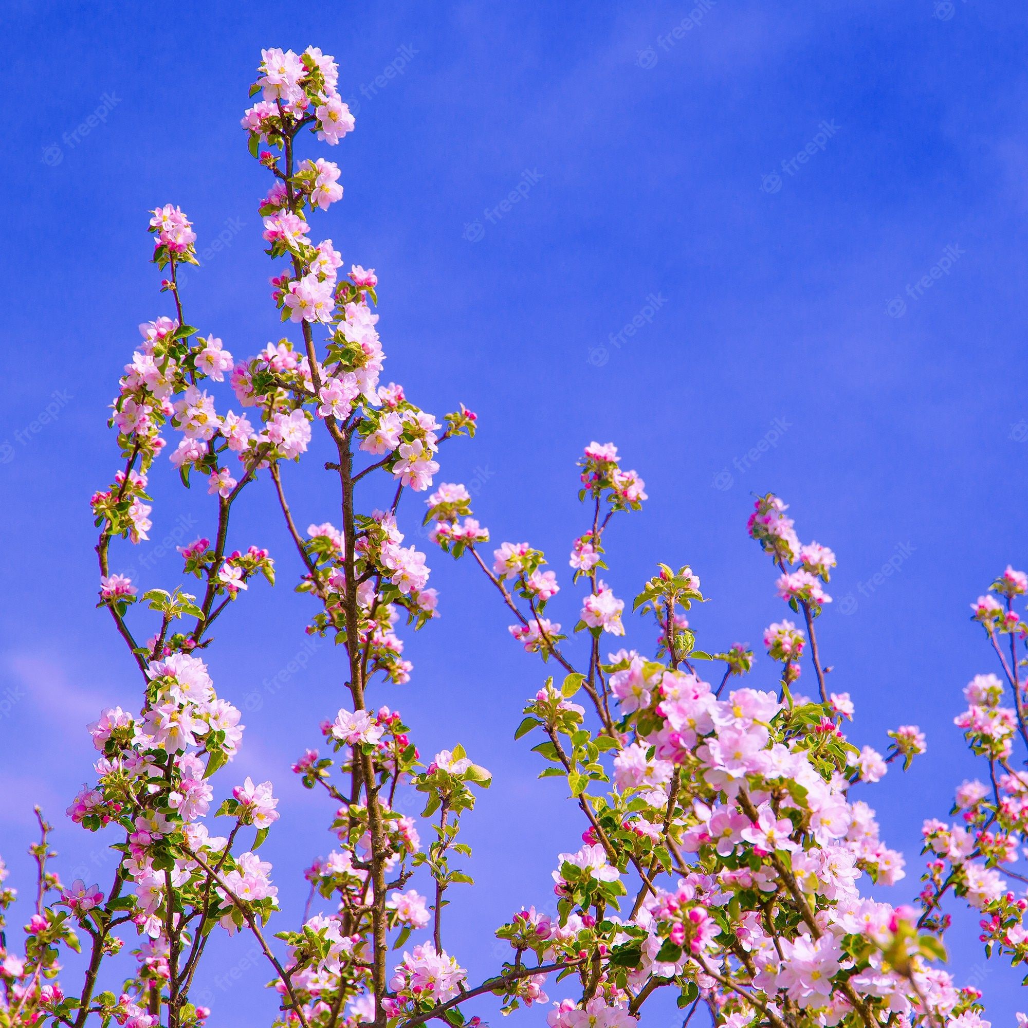  Frühlingsblumen Hintergrundbild 2000x2000. Tapete mit modischer ästhetik. pinke blumen. kirschblütenbaum