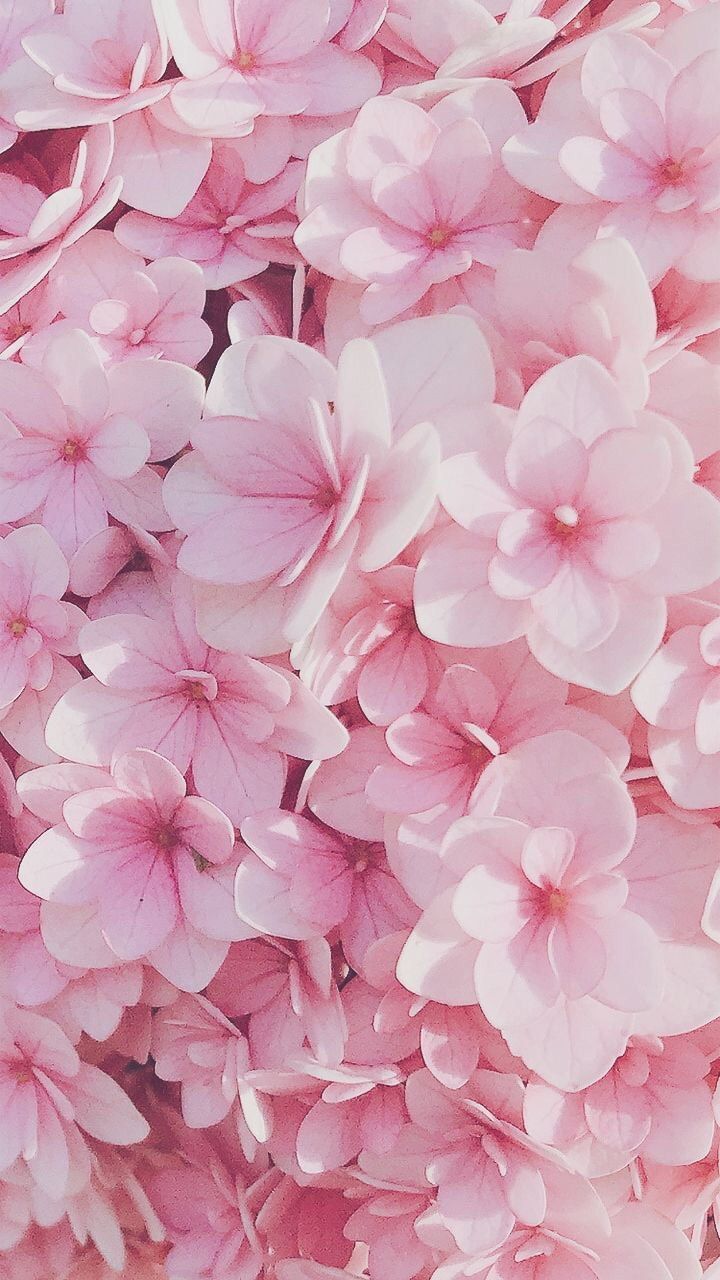  Frühlingsblumen Hintergrundbild 720x1280. Background for Instagram. Pink flowers wallpaper, Flowery wallpaper, Flower iphone wallpaper